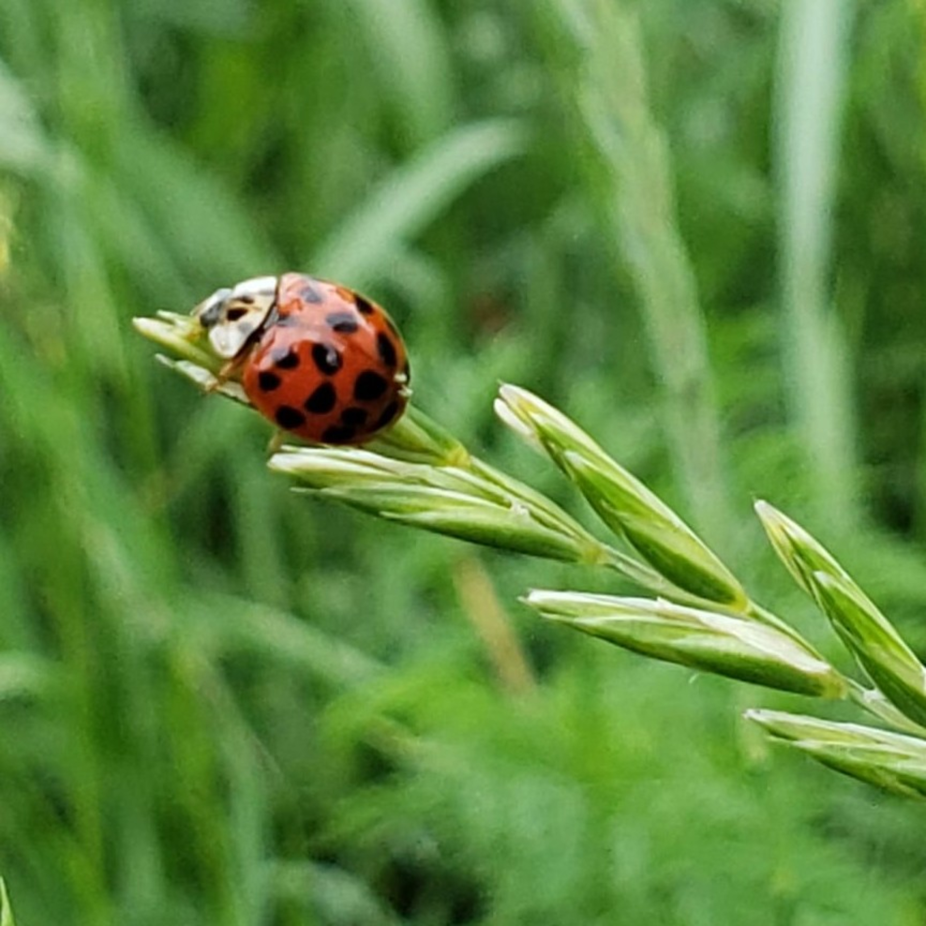 Gardener\'s Report