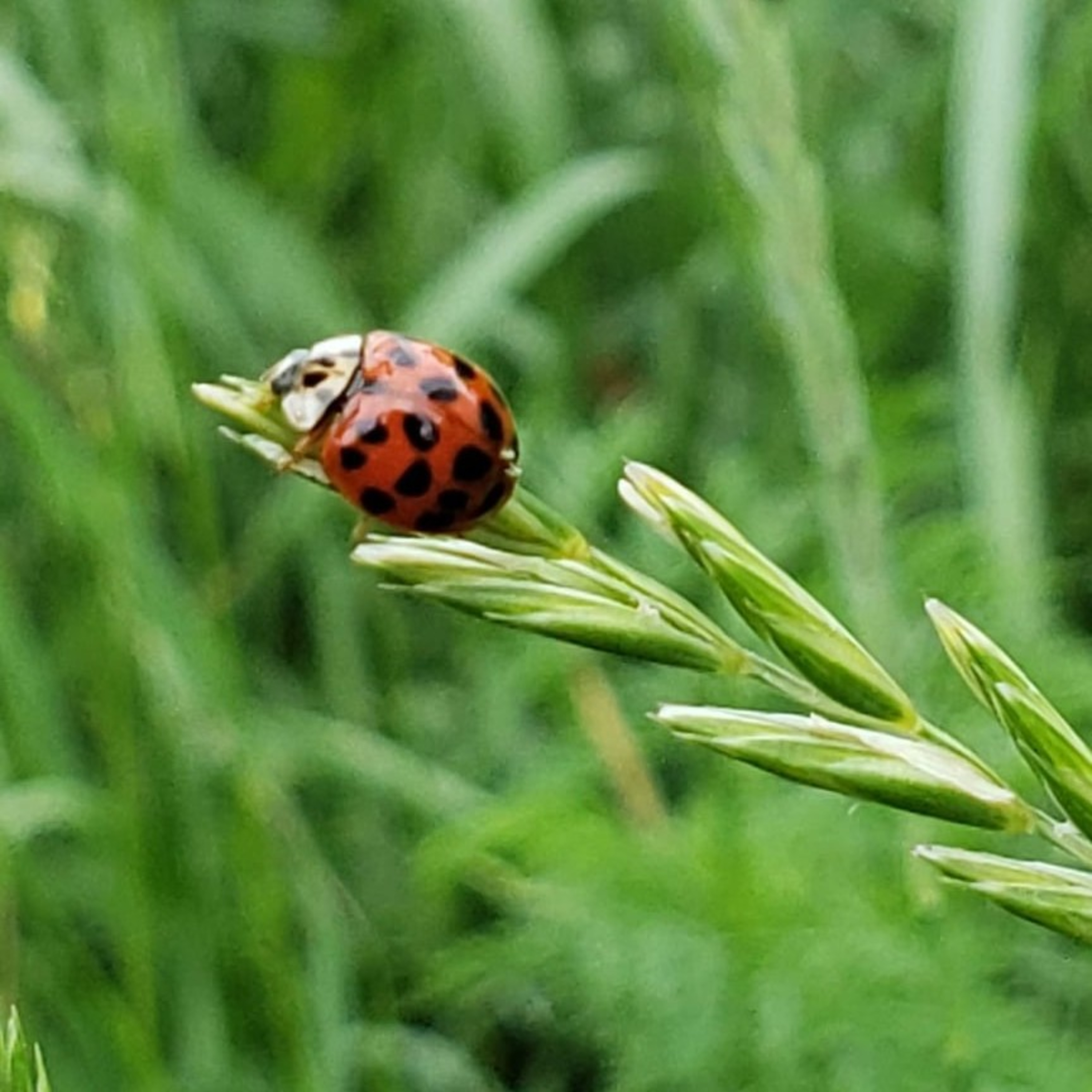 Gardener\'s Report