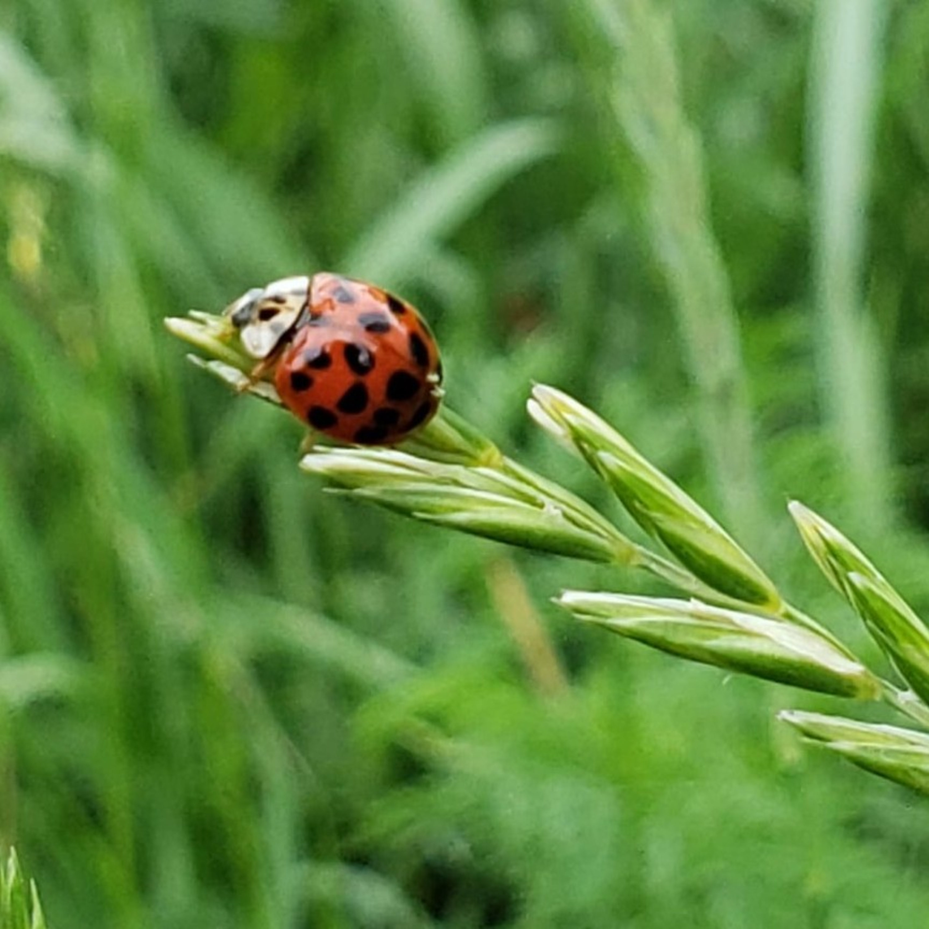 Gardener\'s Report
