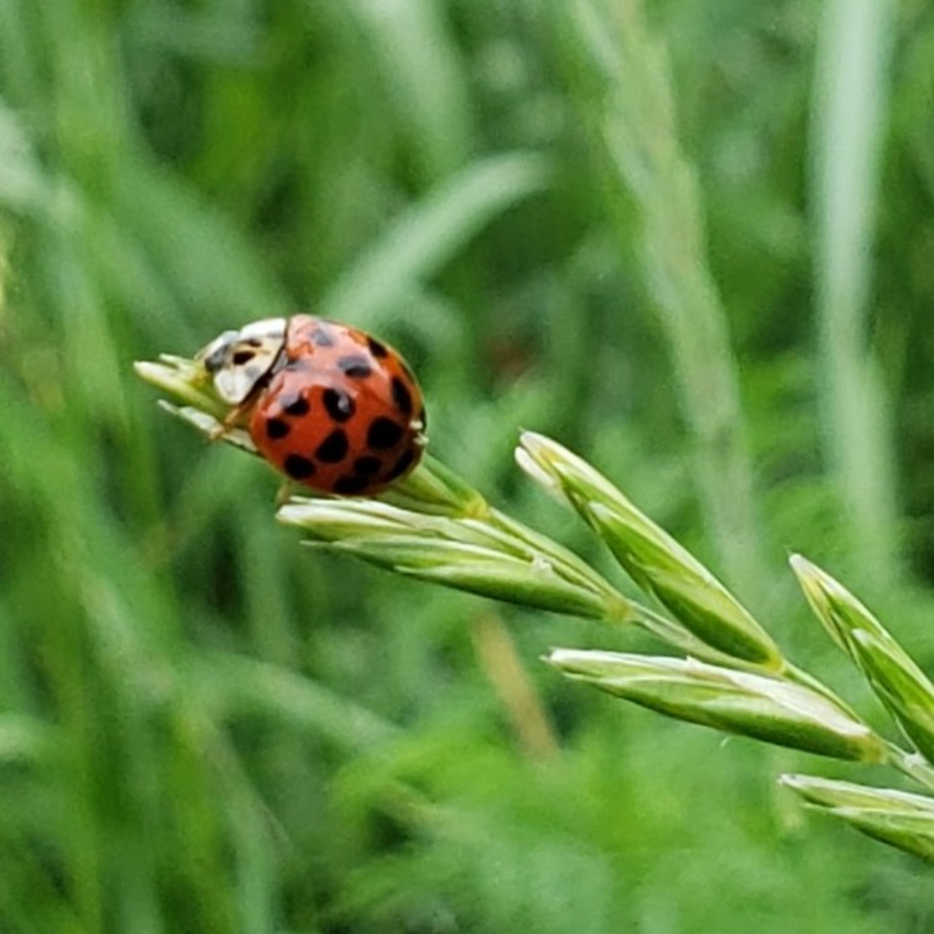 Gardener\'s Report