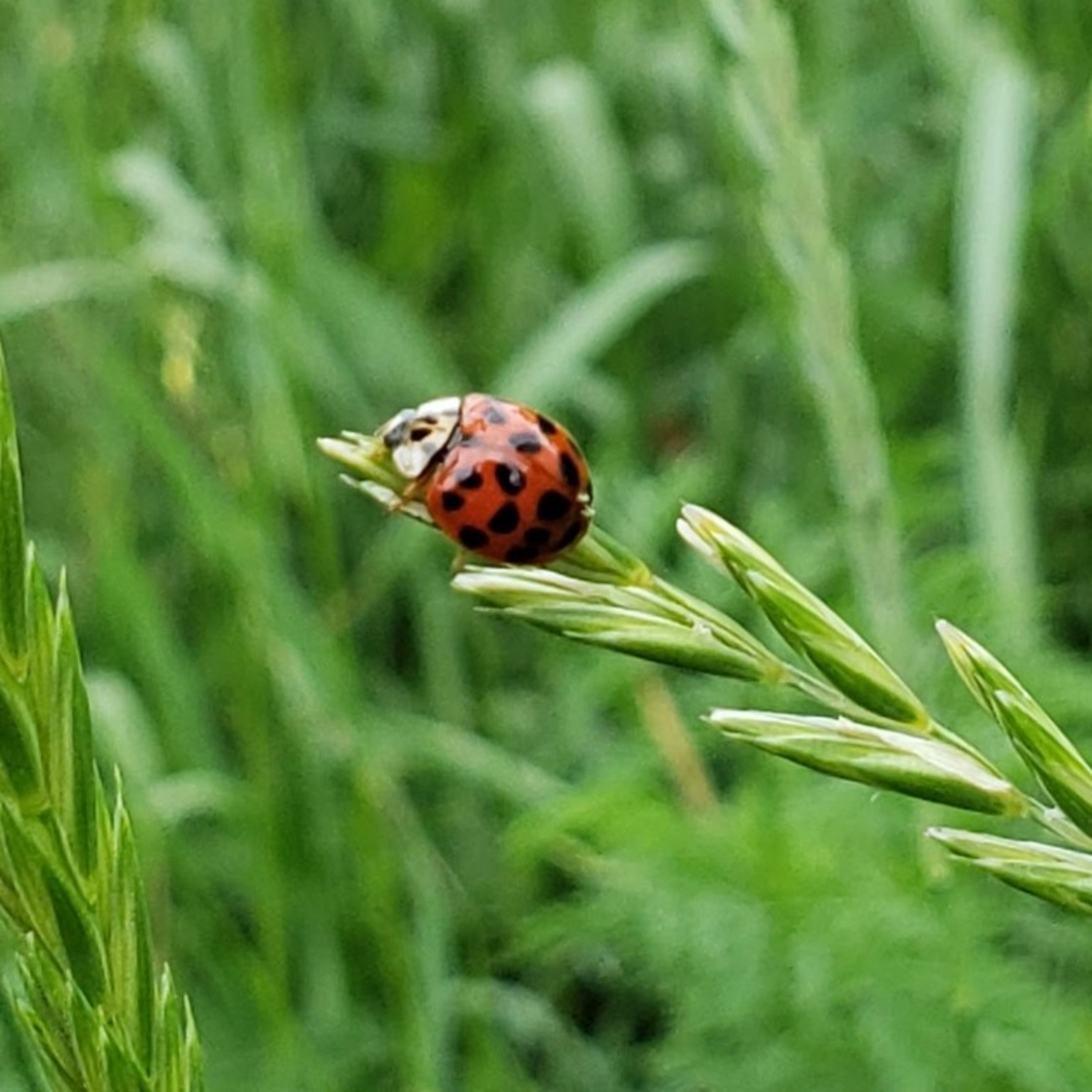 Gardener\'s Report