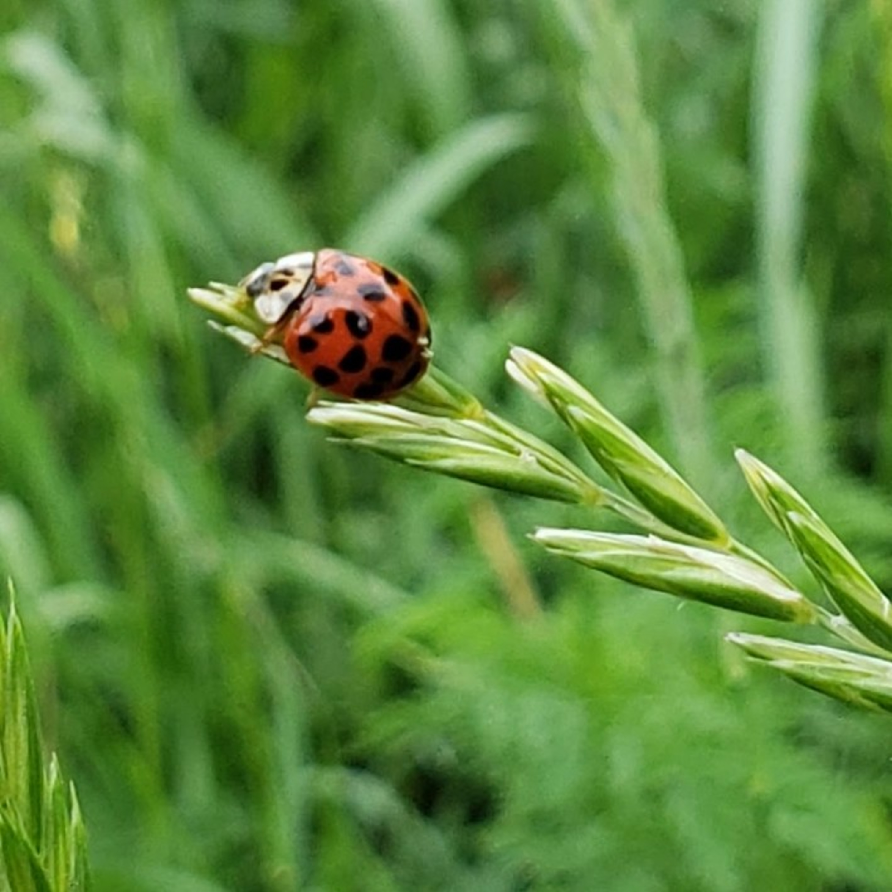 Gardener\'s Report