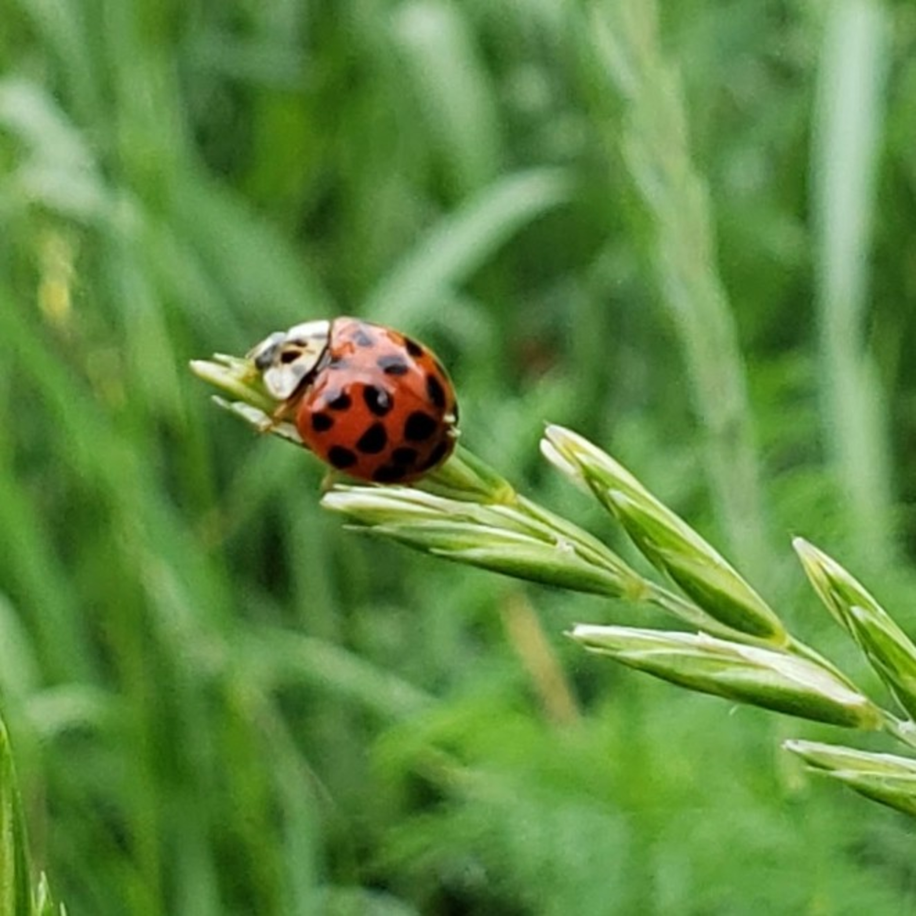 Gardener\'s Report