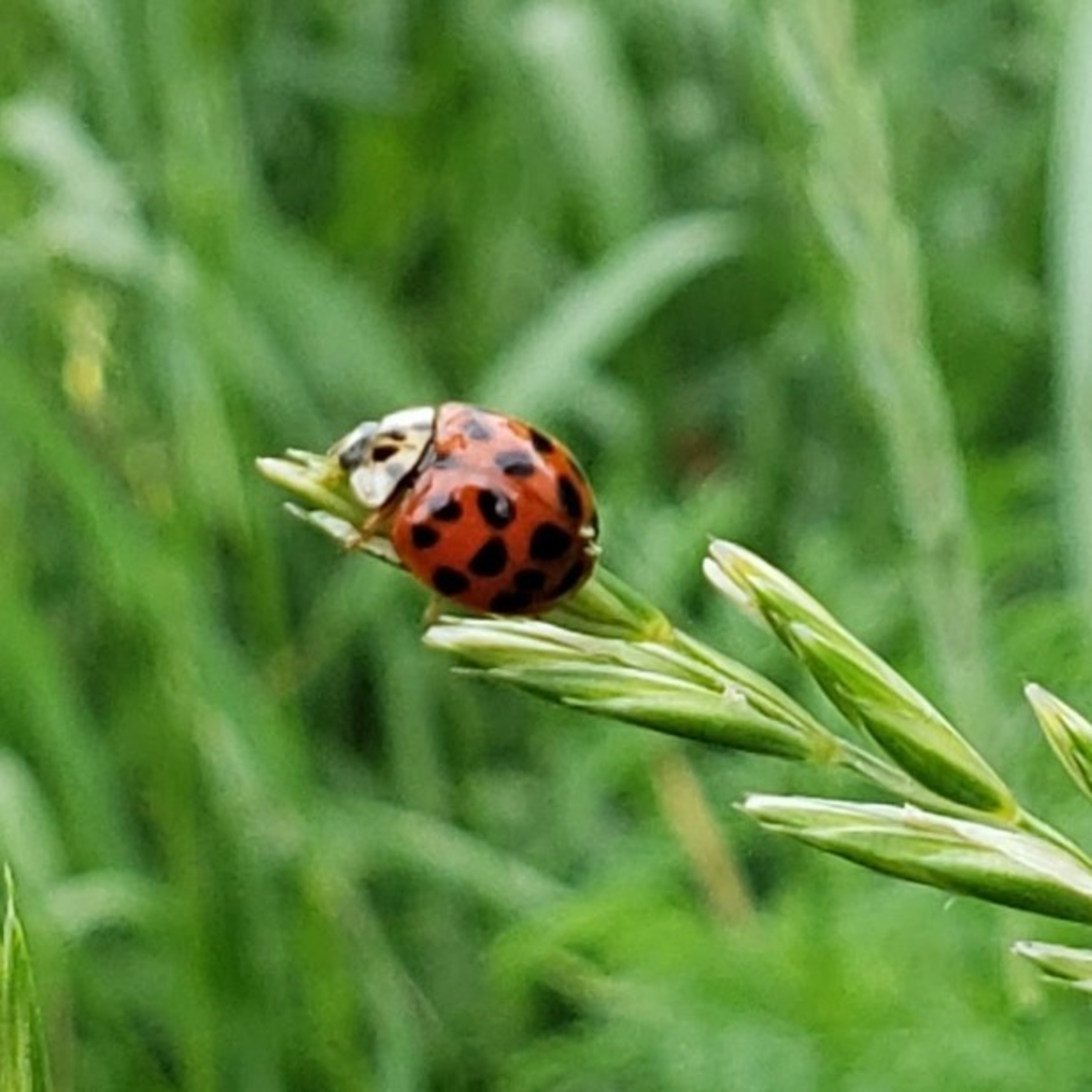 Gardener\'s Report