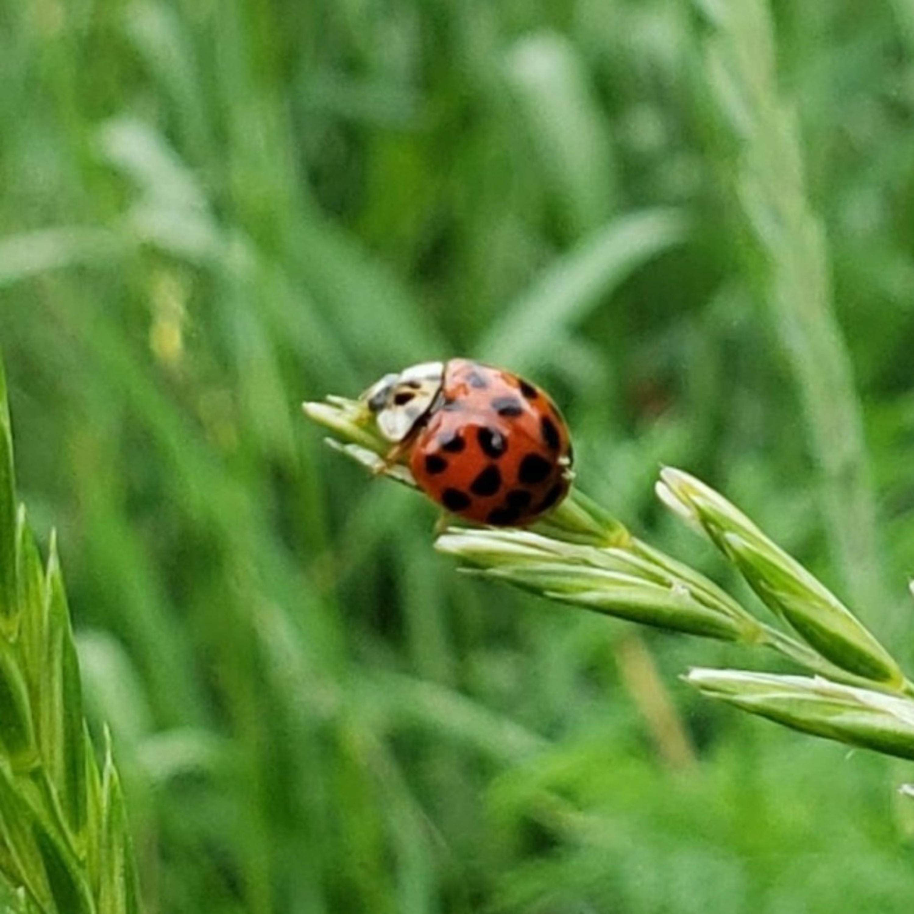 Gardener\'s Report