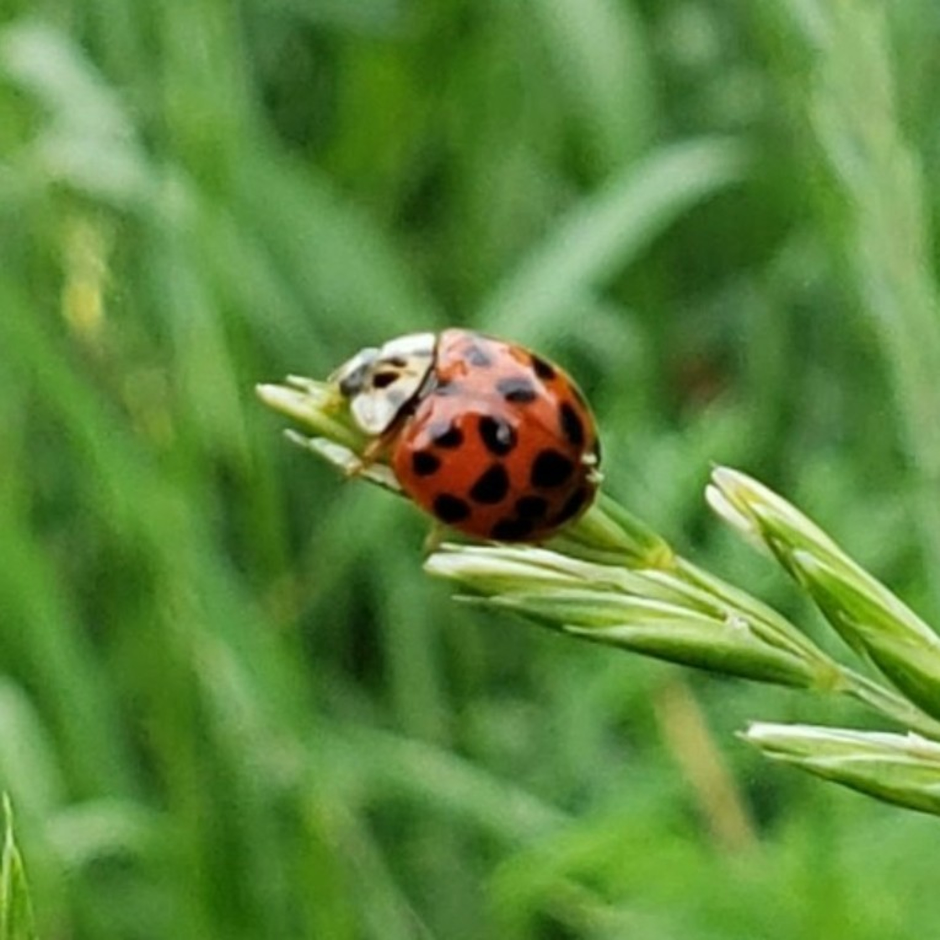 Gardener\'s Report