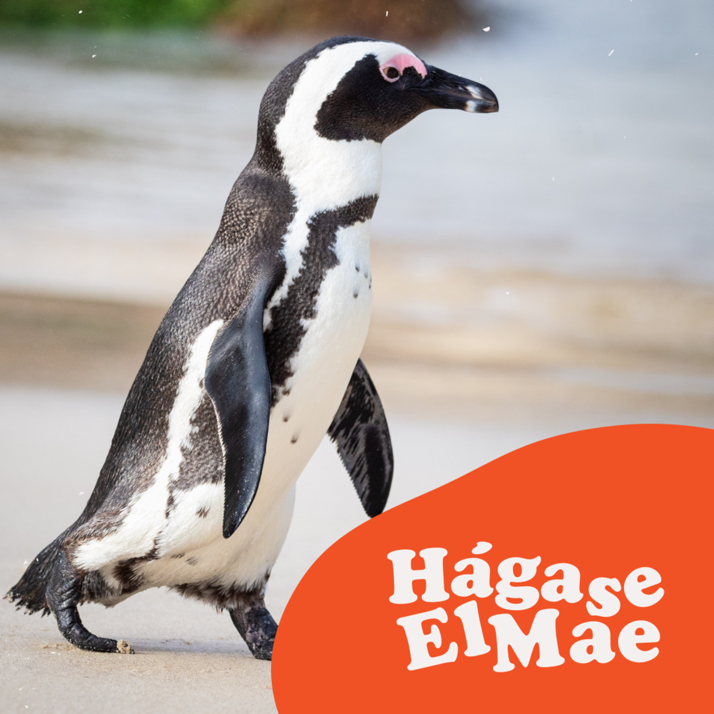 Hágase El Mae