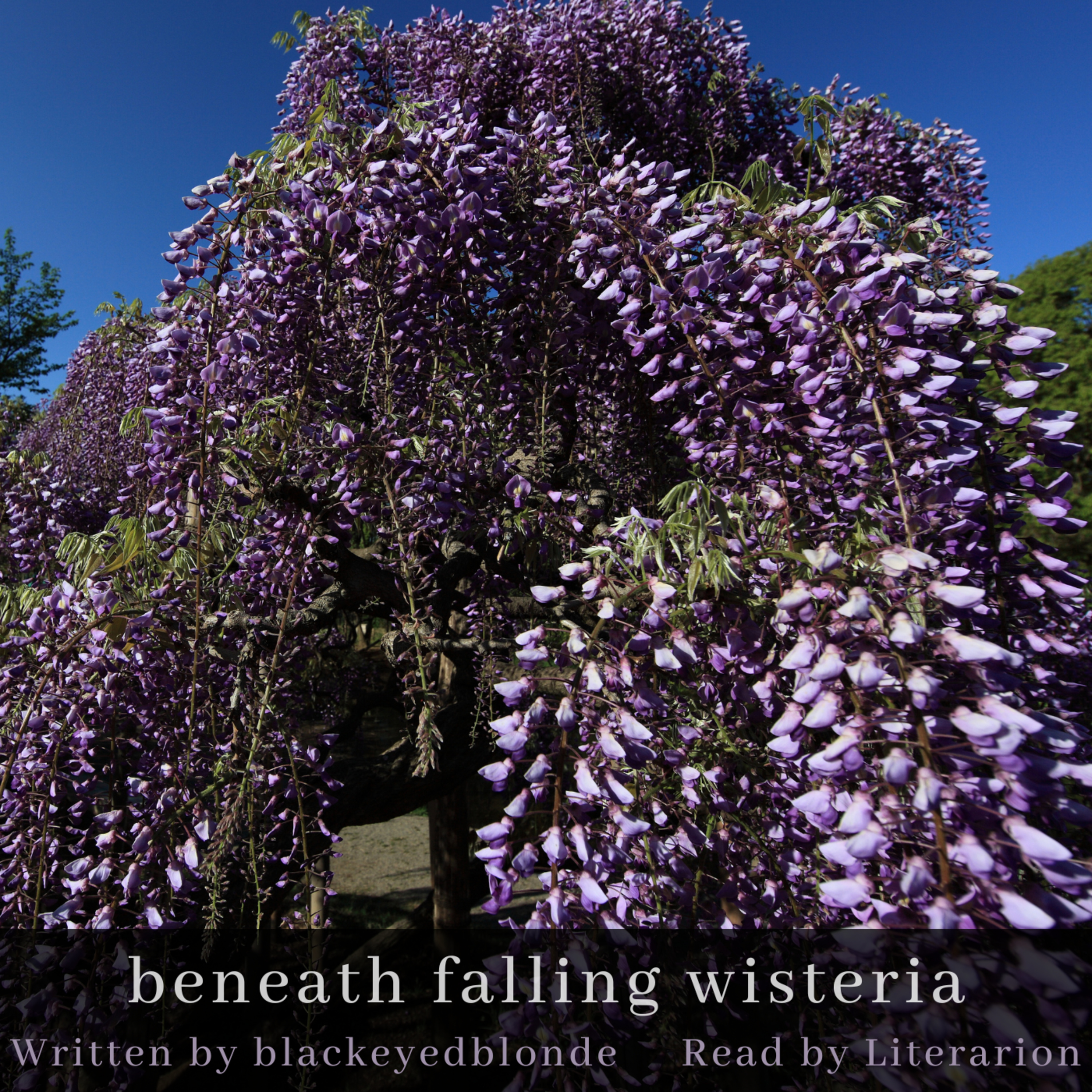 beneath falling wisteria