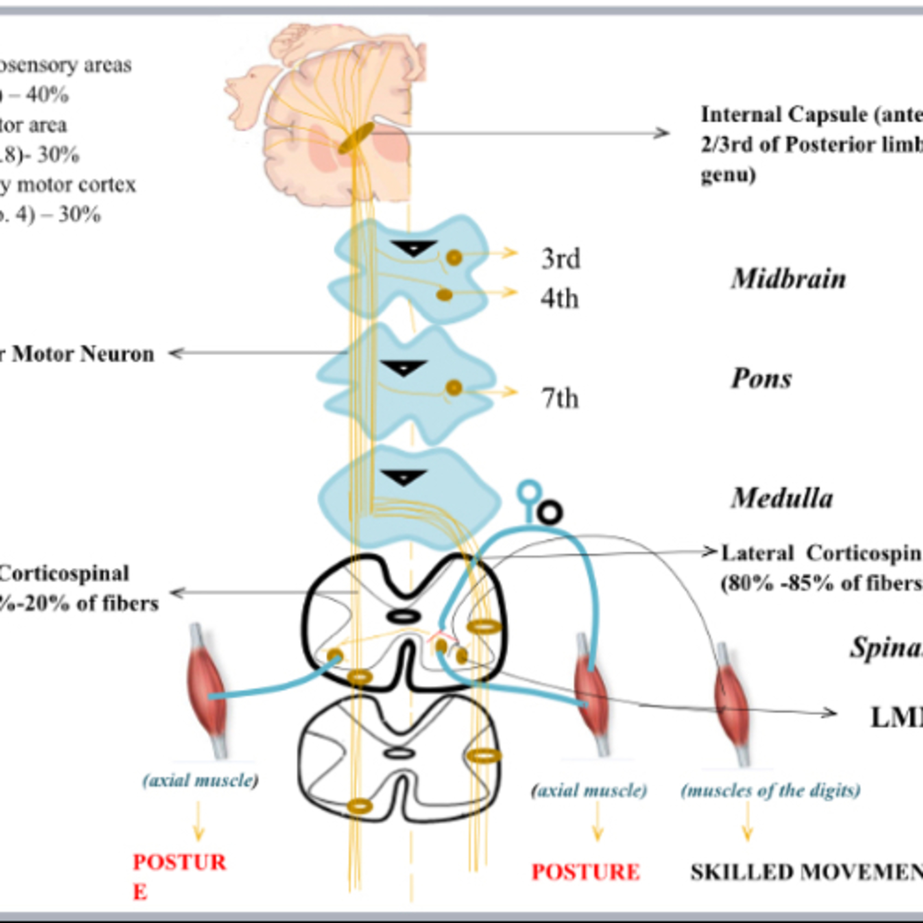 Physiology concepts