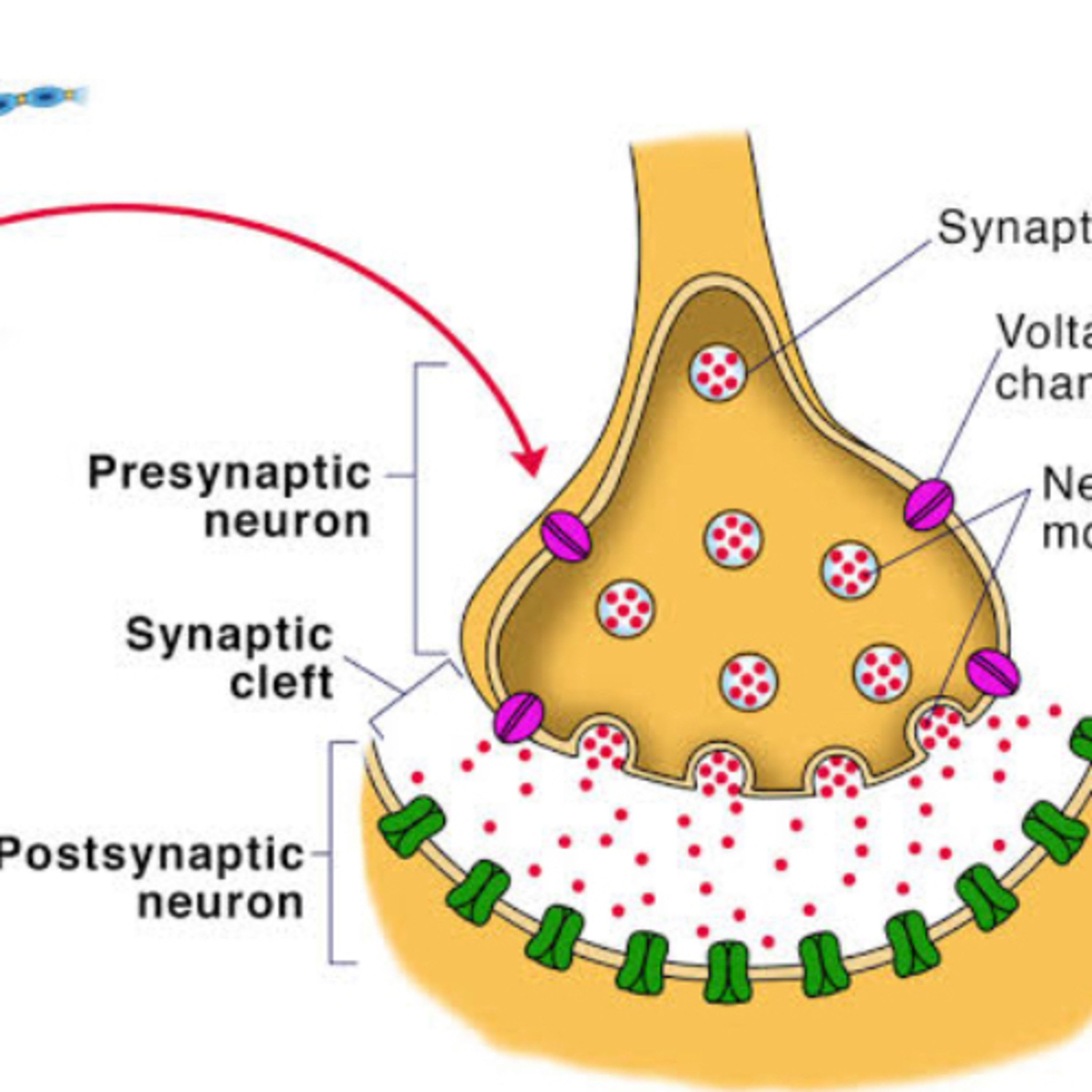 Physiology concepts