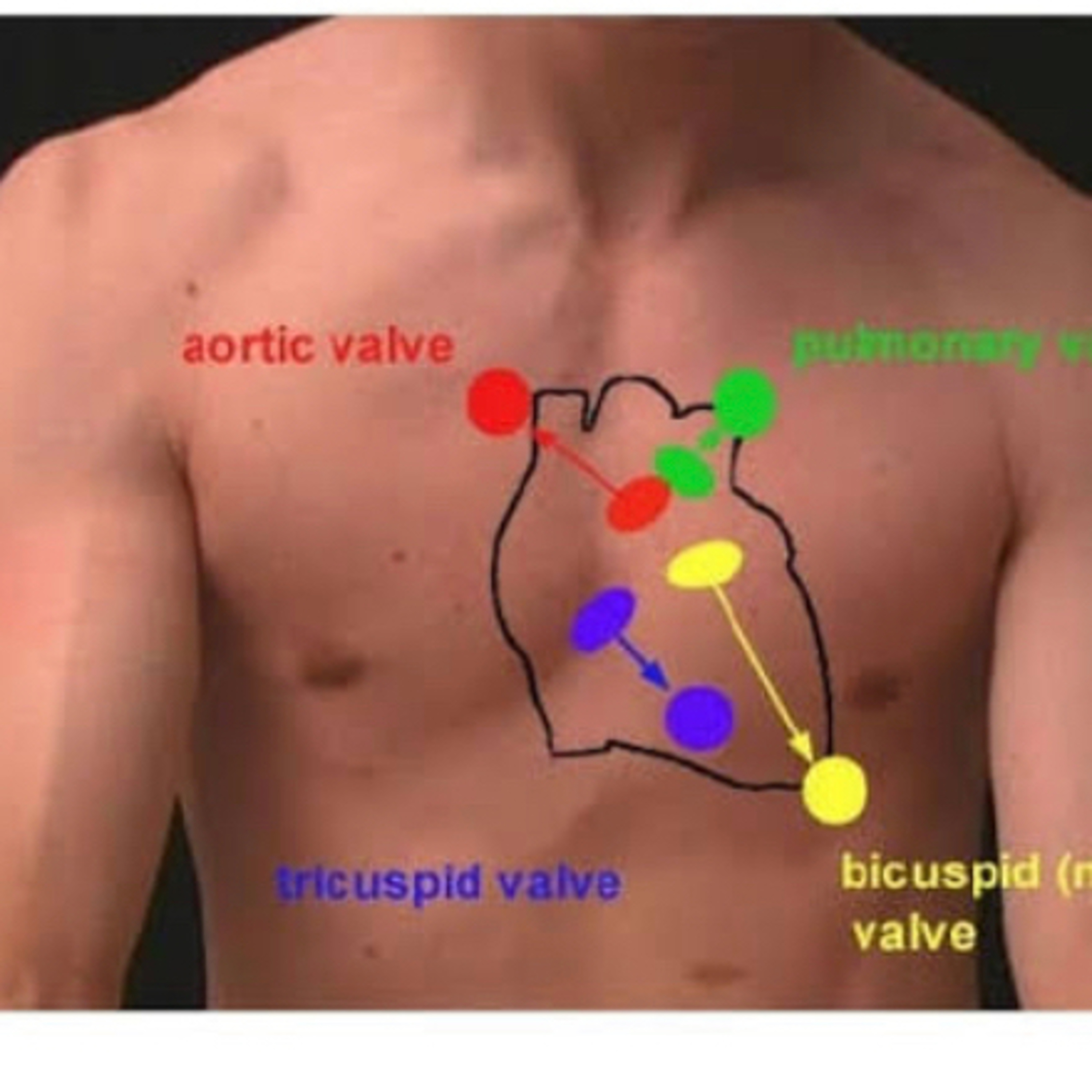 Physiology concepts