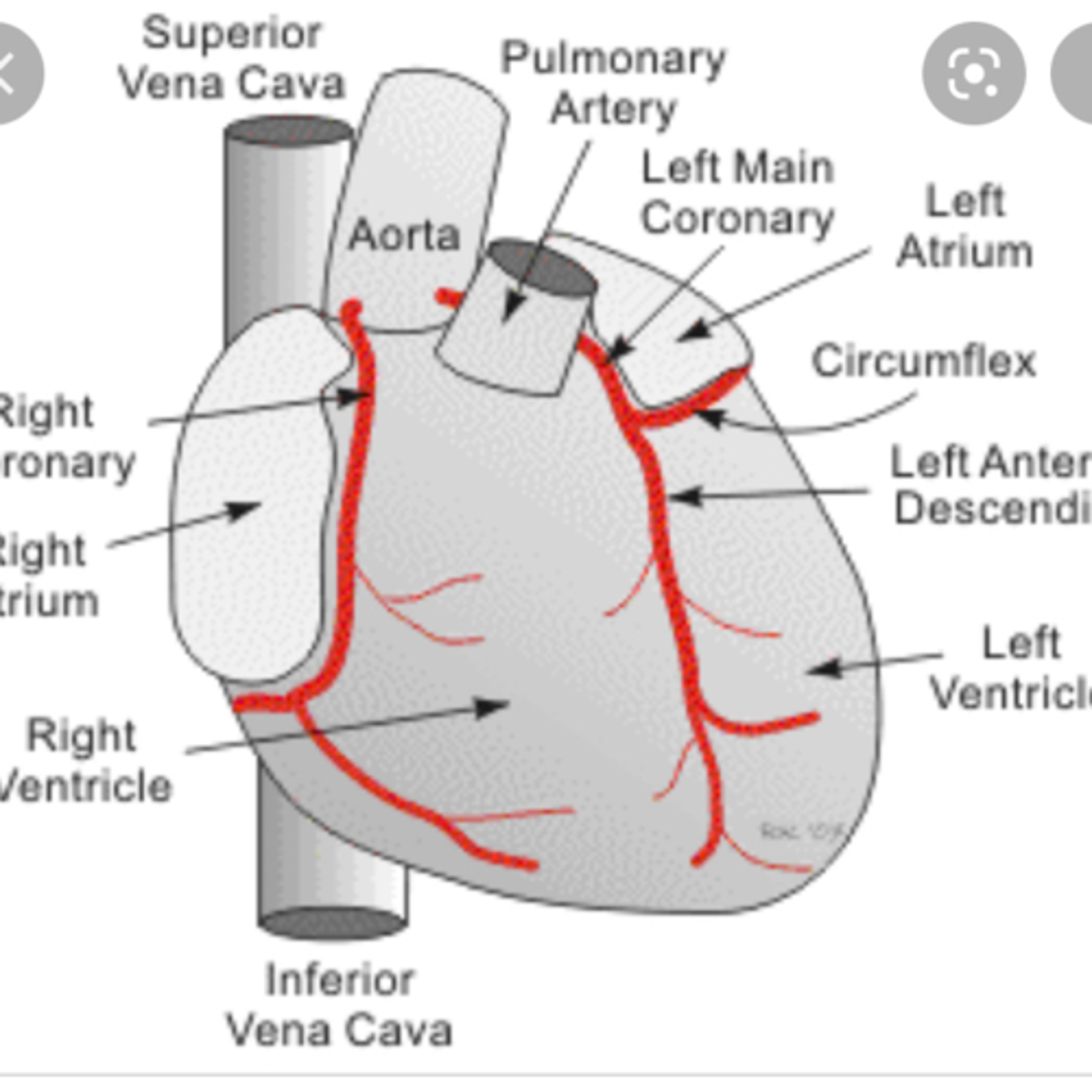 Physiology concepts