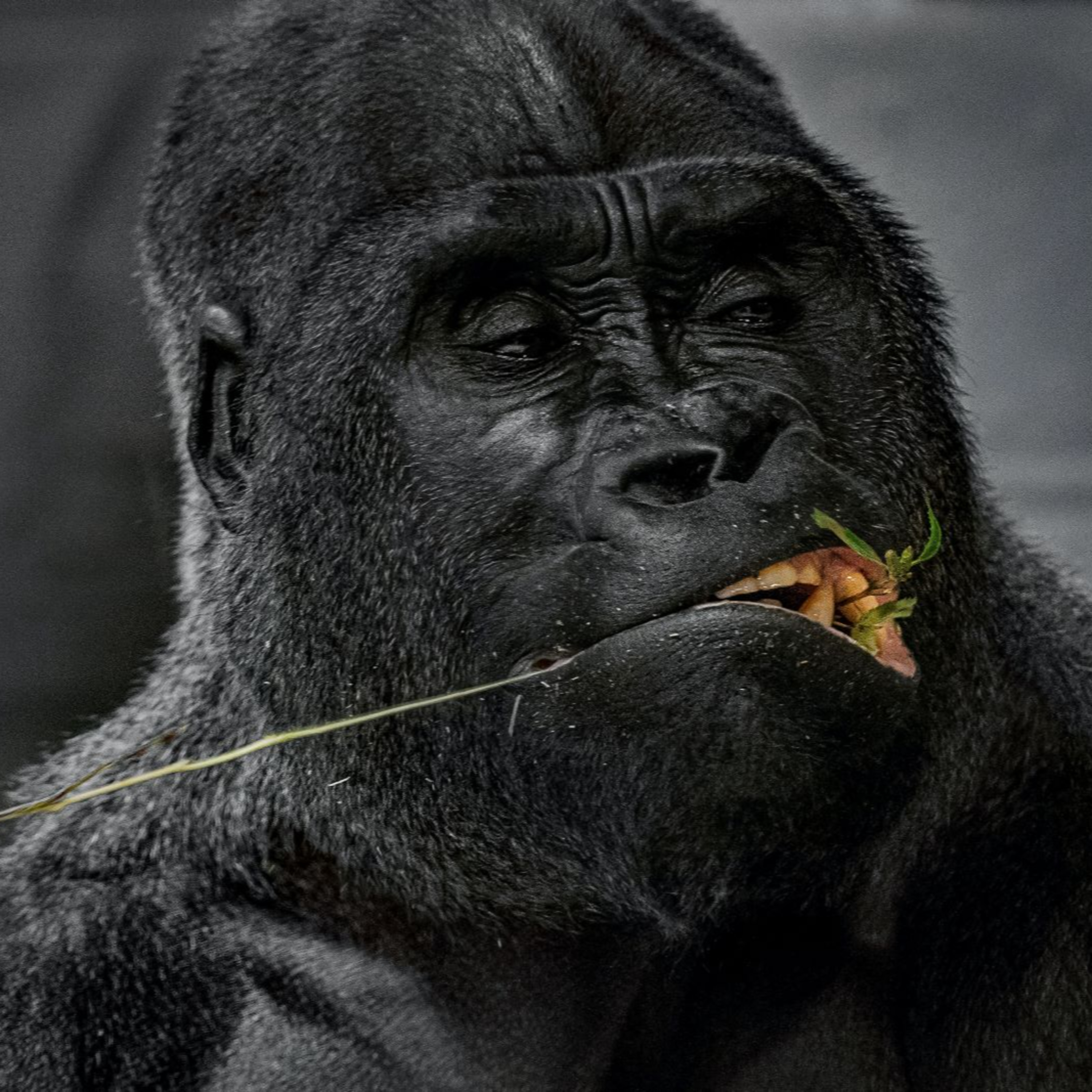 Would You Spot the Person in a Gorilla Suit? episode artwork