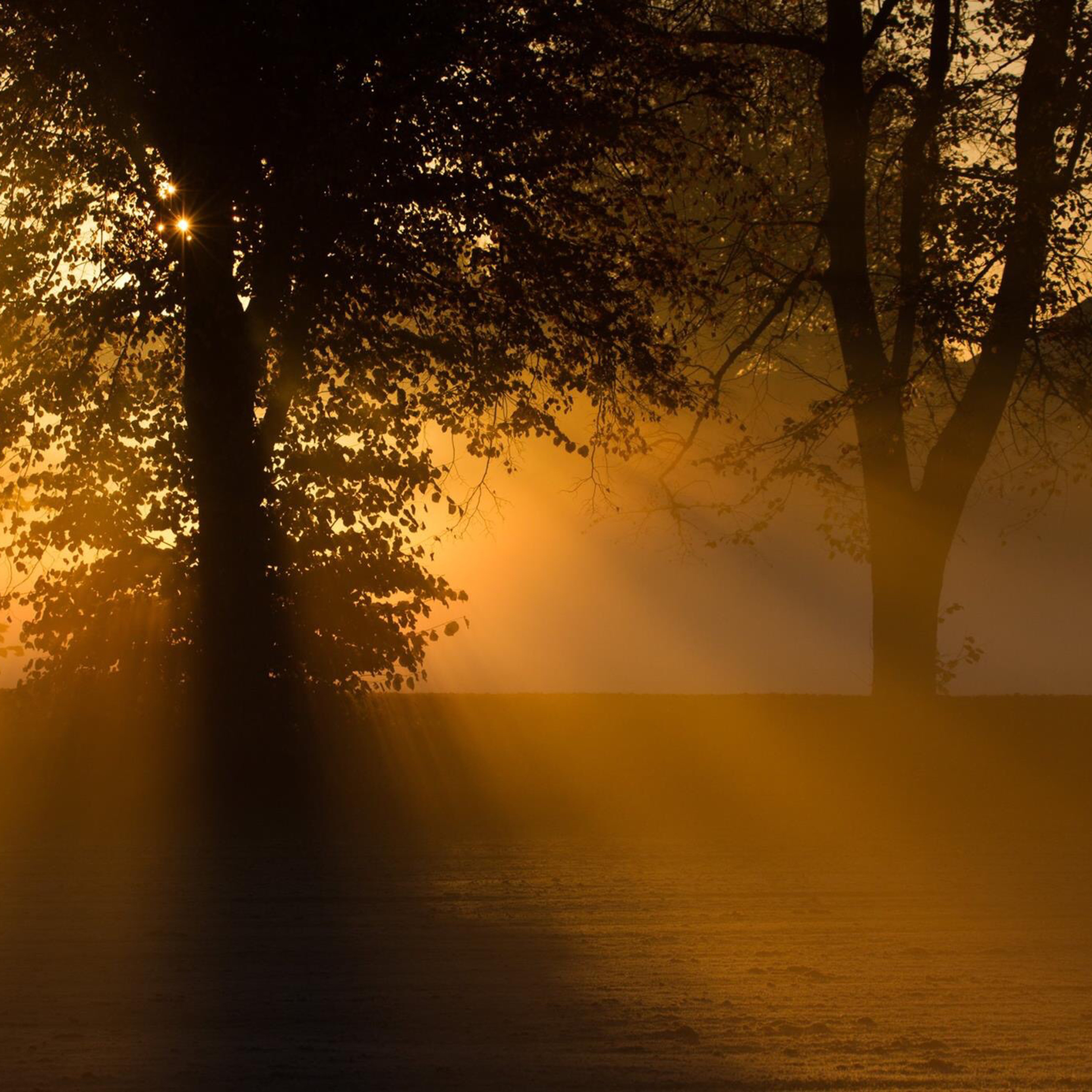 Dawn Chorus episode artwork