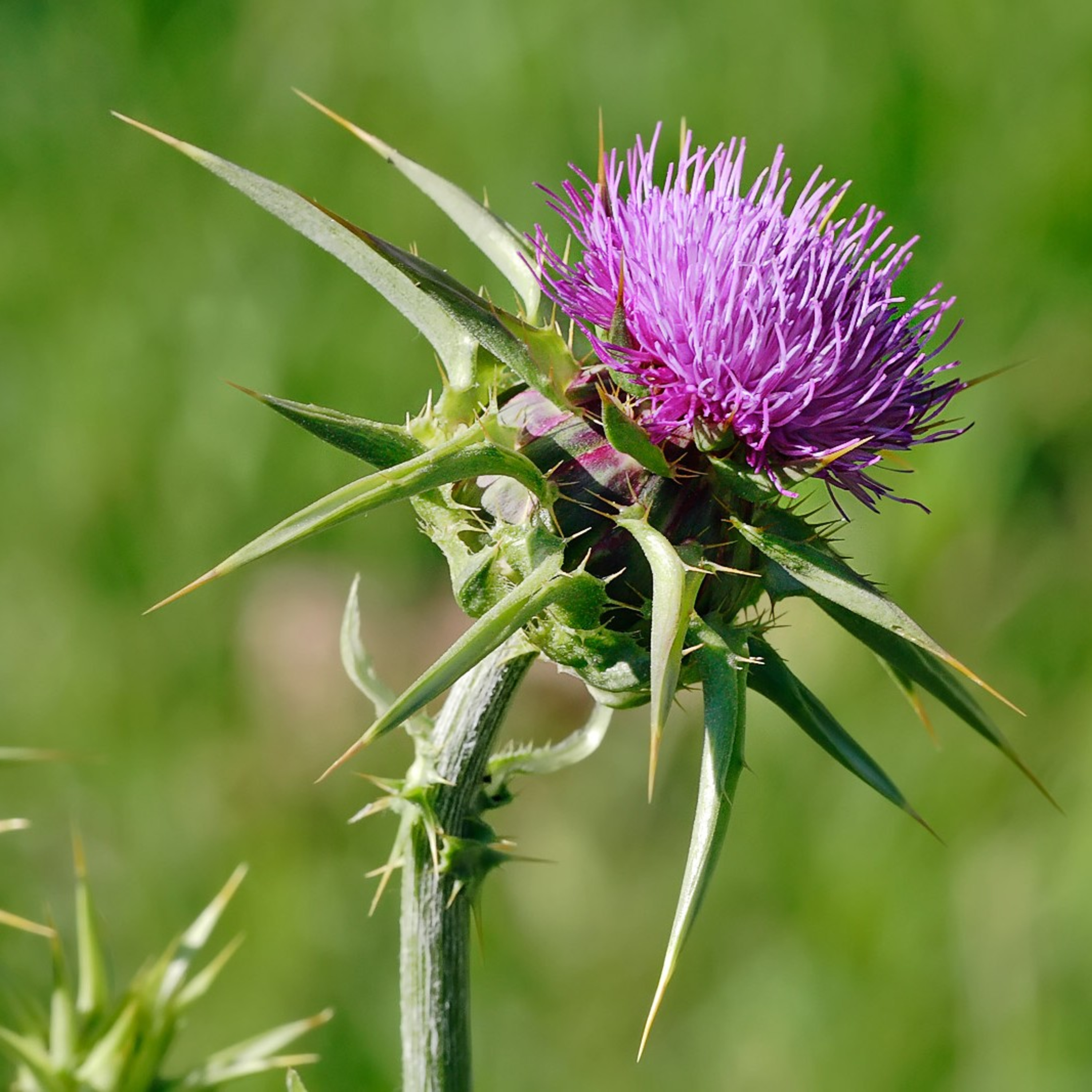 Dang, Thistles! episode artwork