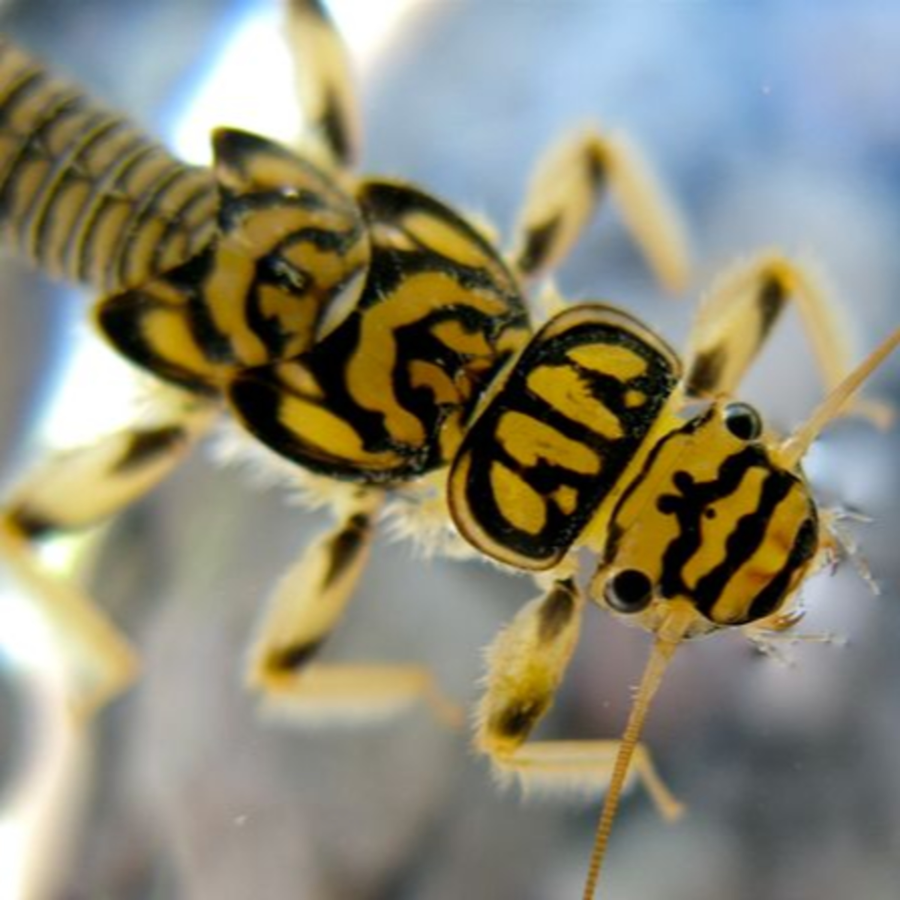 Nature Snippets