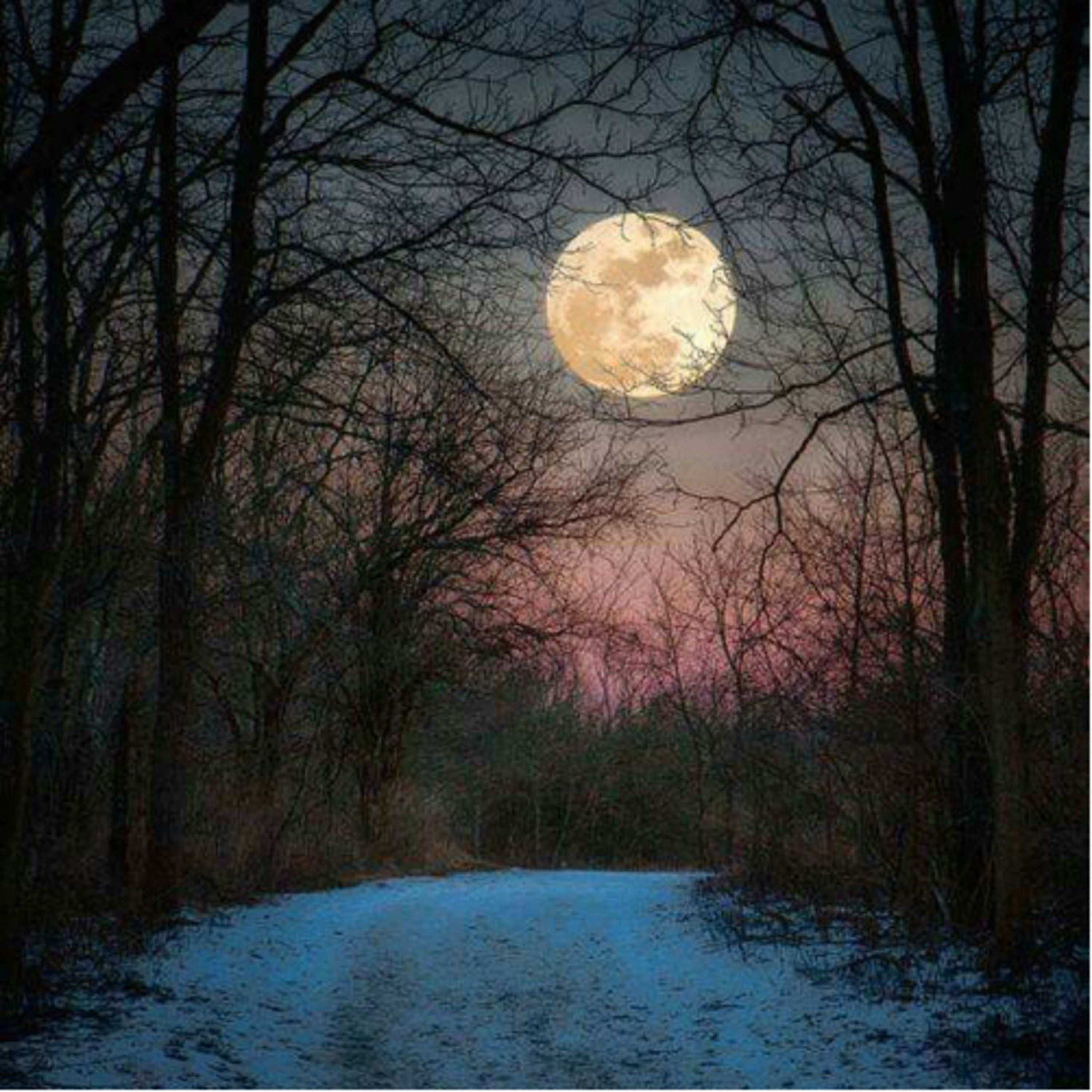 Mystic Grove