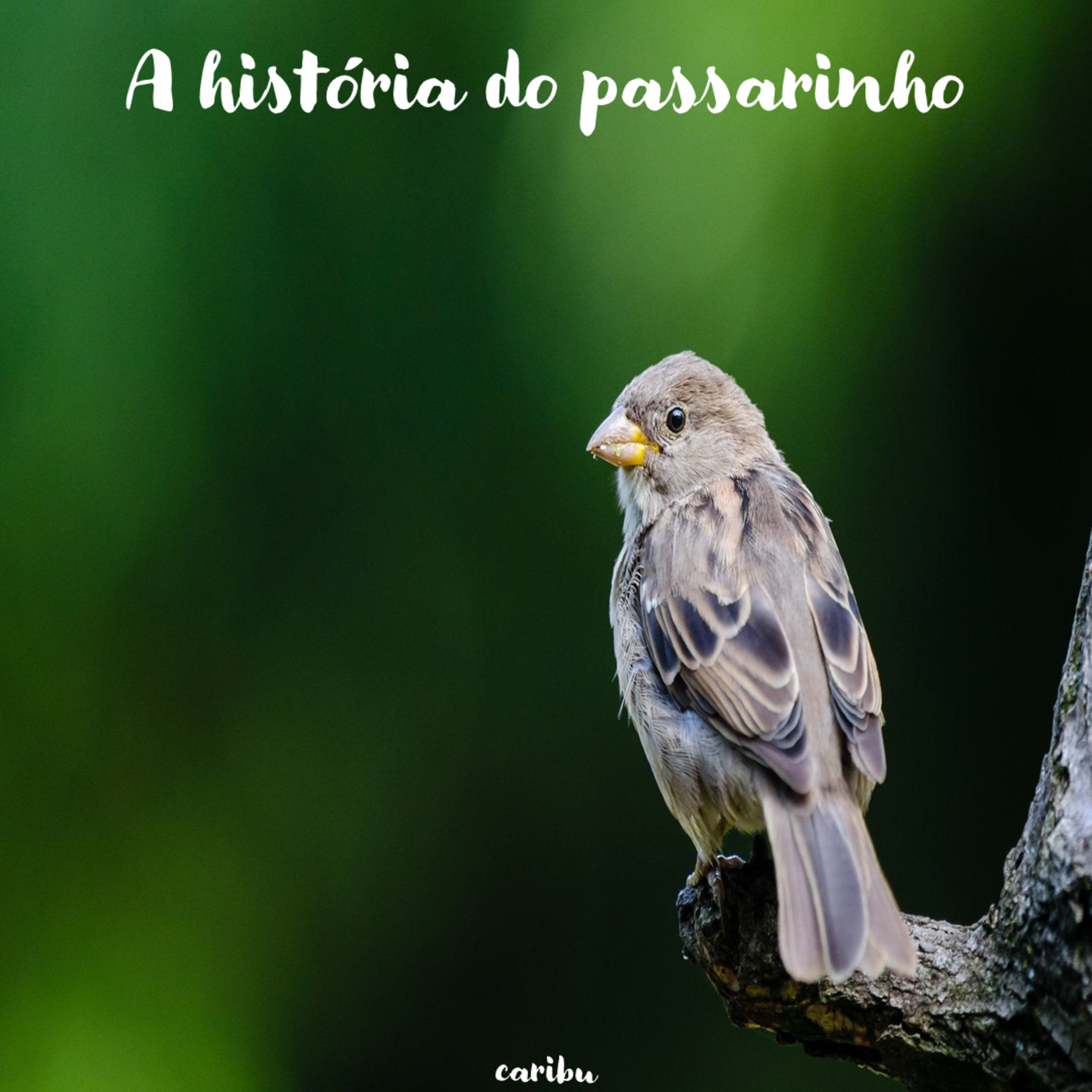 A história do passarinho episode artwork