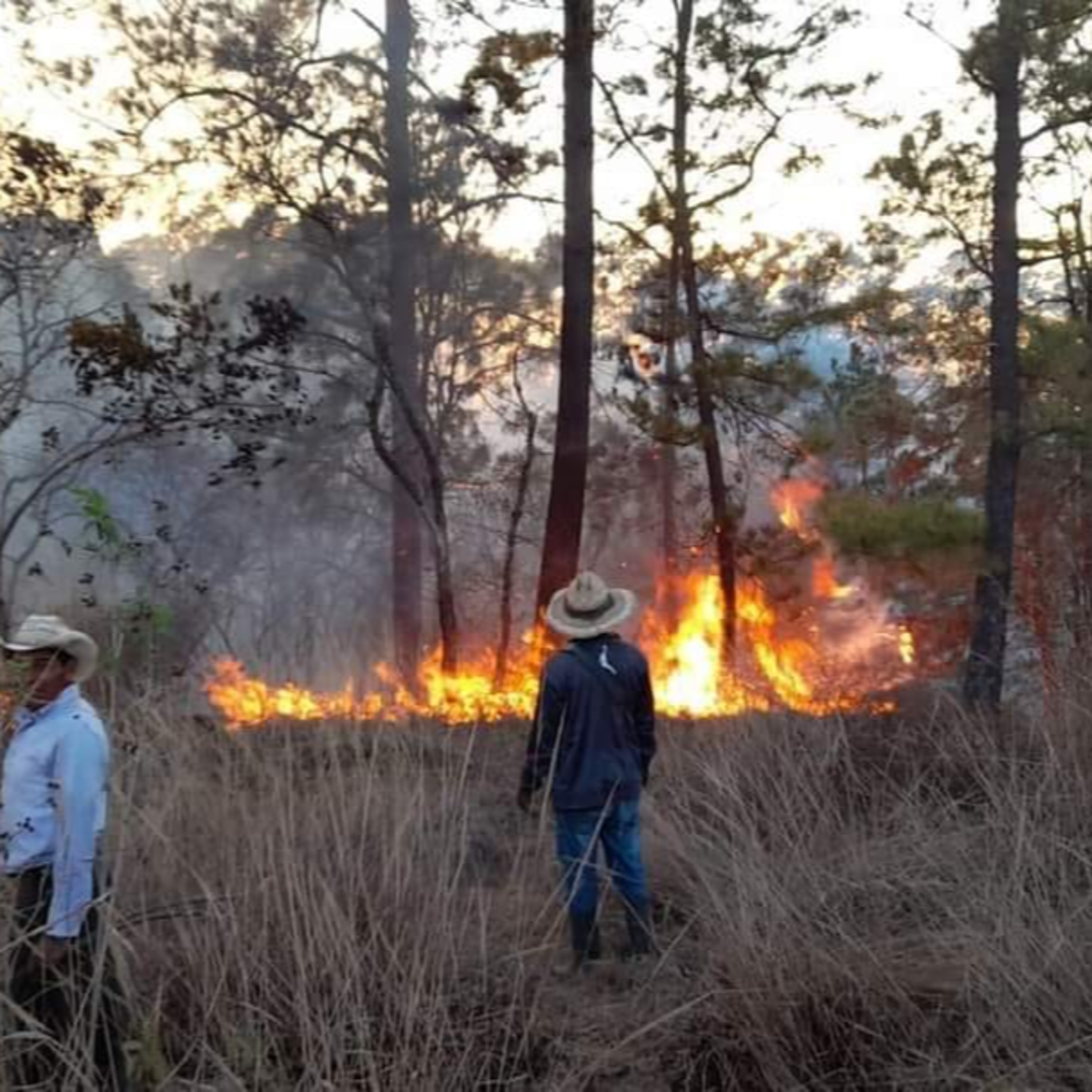 Incendio Forestal en Zacualpa es controlado. episode artwork