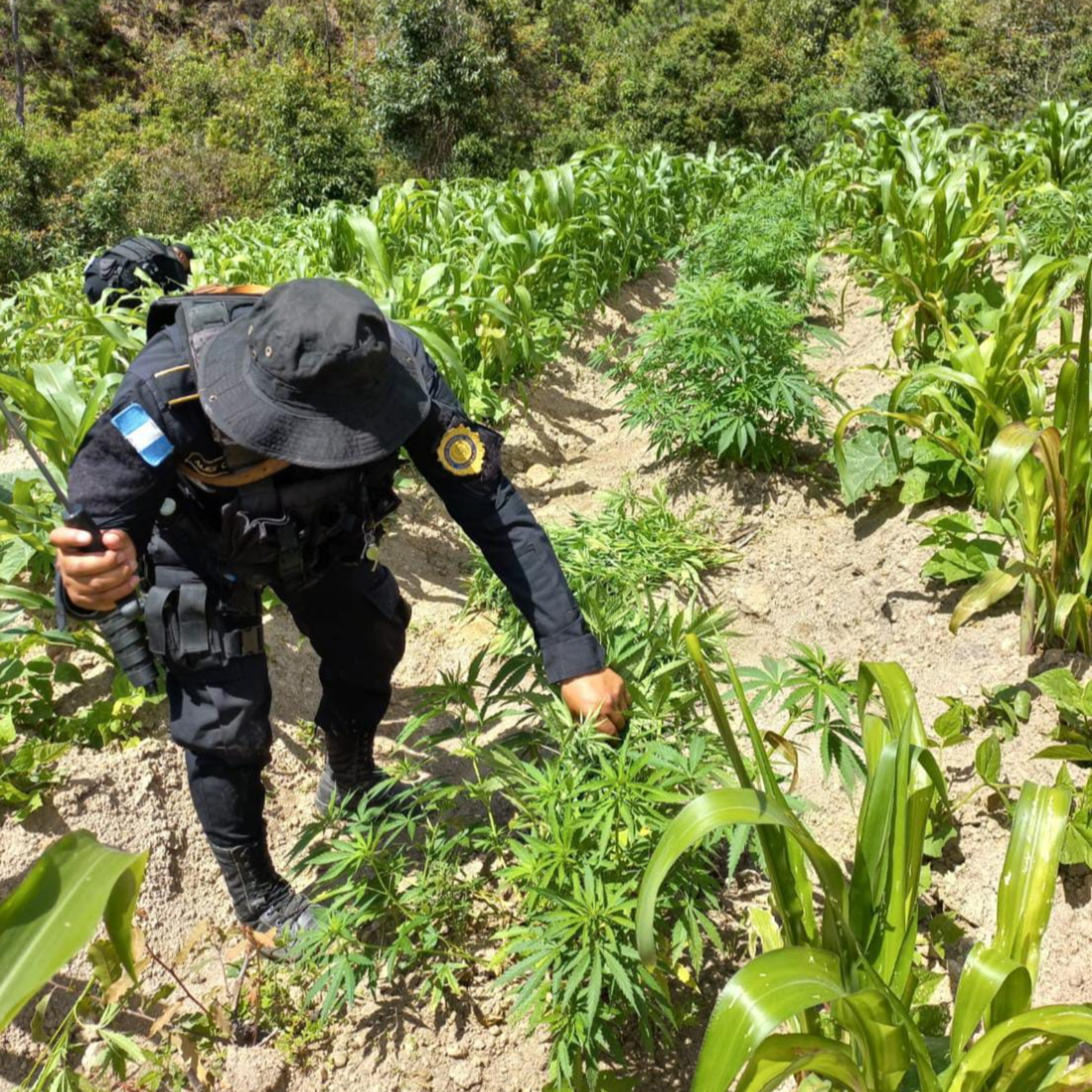 Elementos de SGAIA erradican marihuana en Totonicapán.  episode artwork