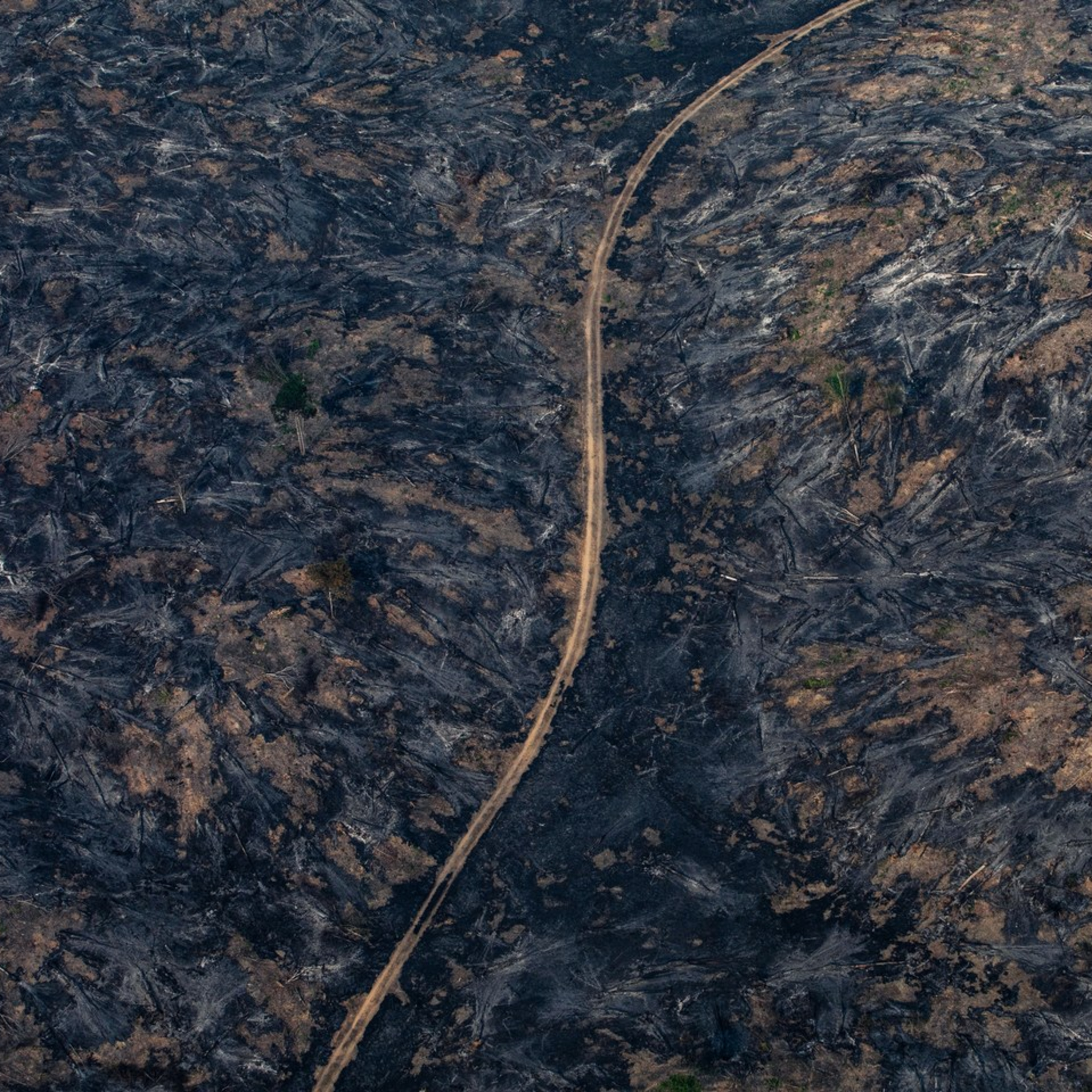 Ecología Topísima