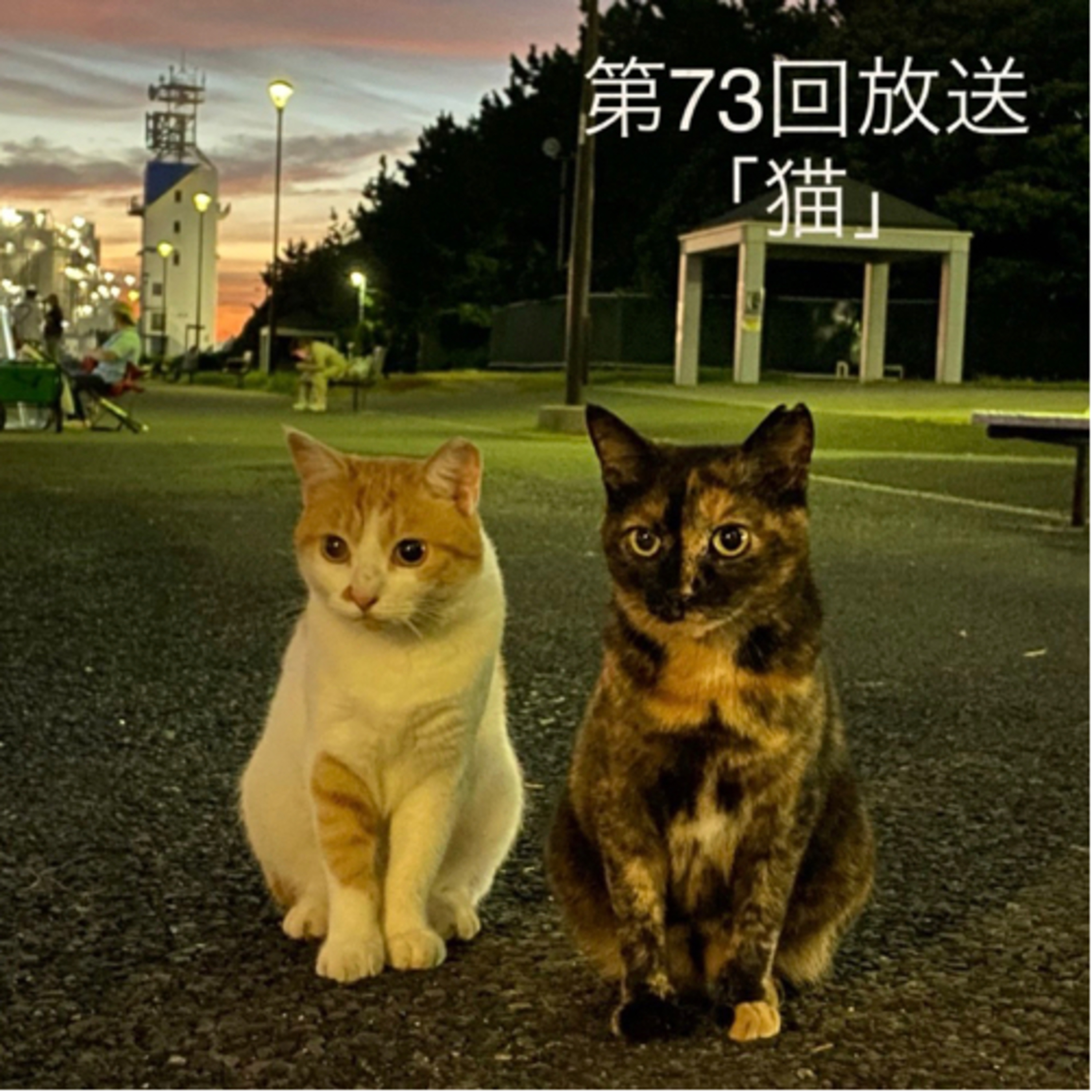 猫 episode artwork