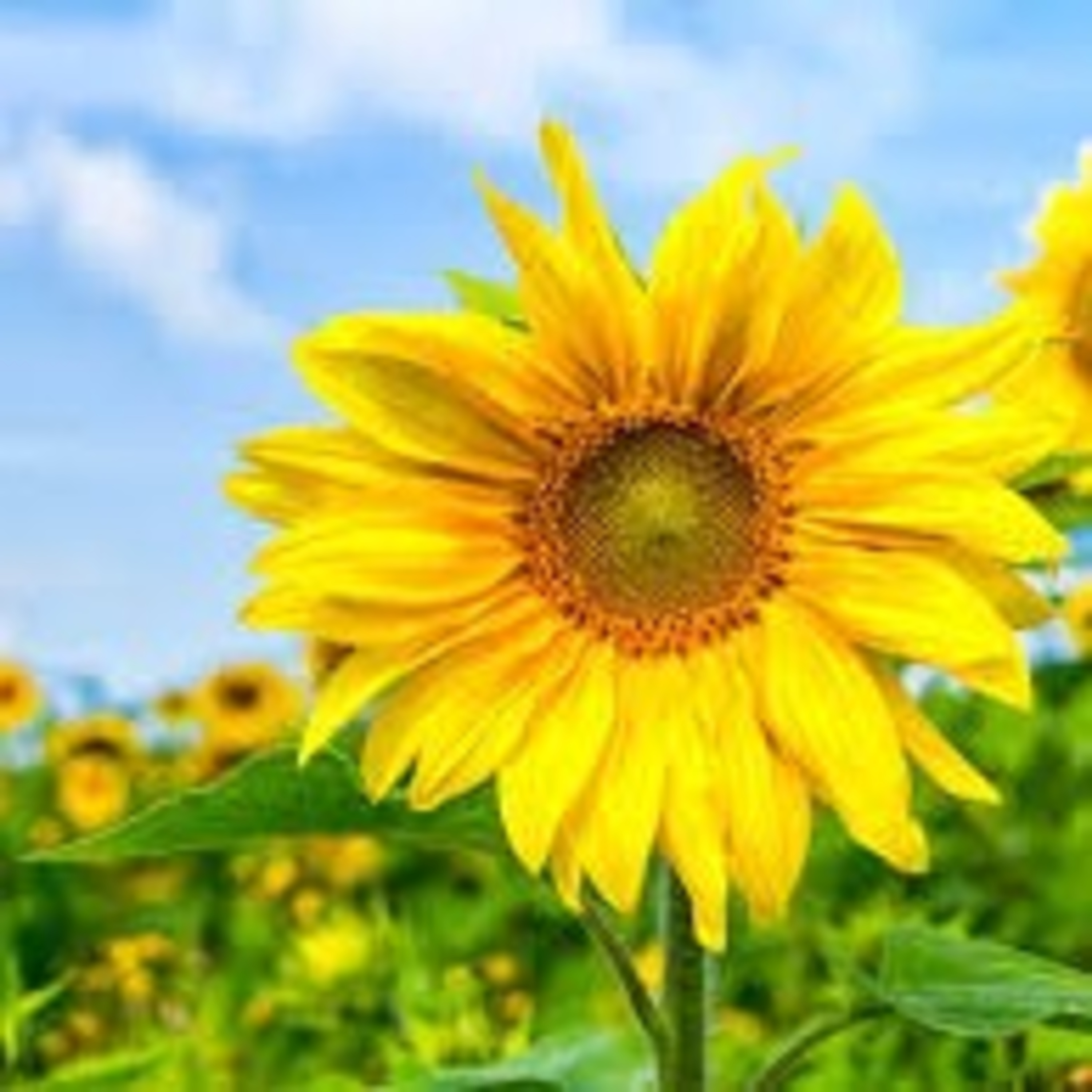 The Sunflower Theory episode artwork