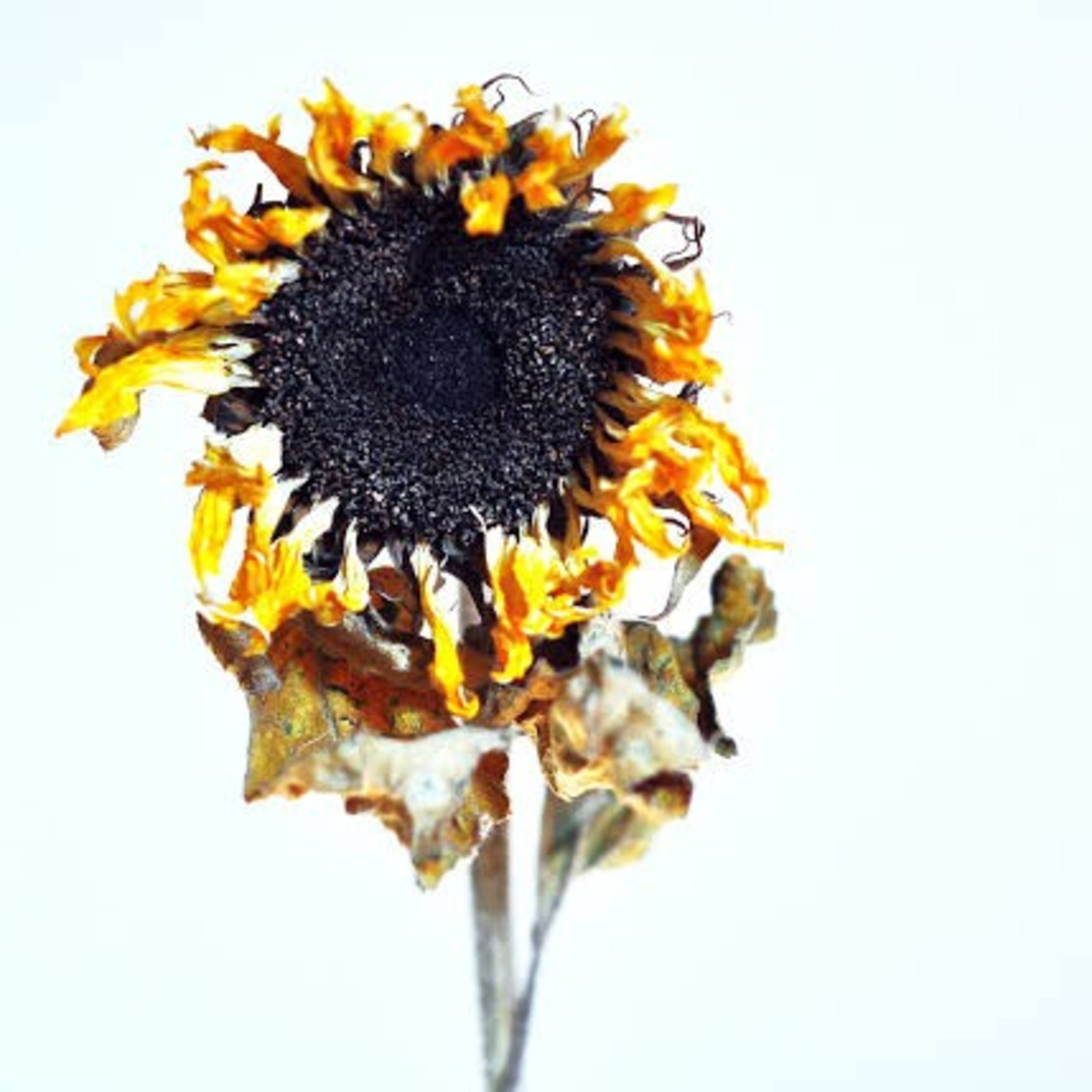 Sunflowers...They die!  episode artwork