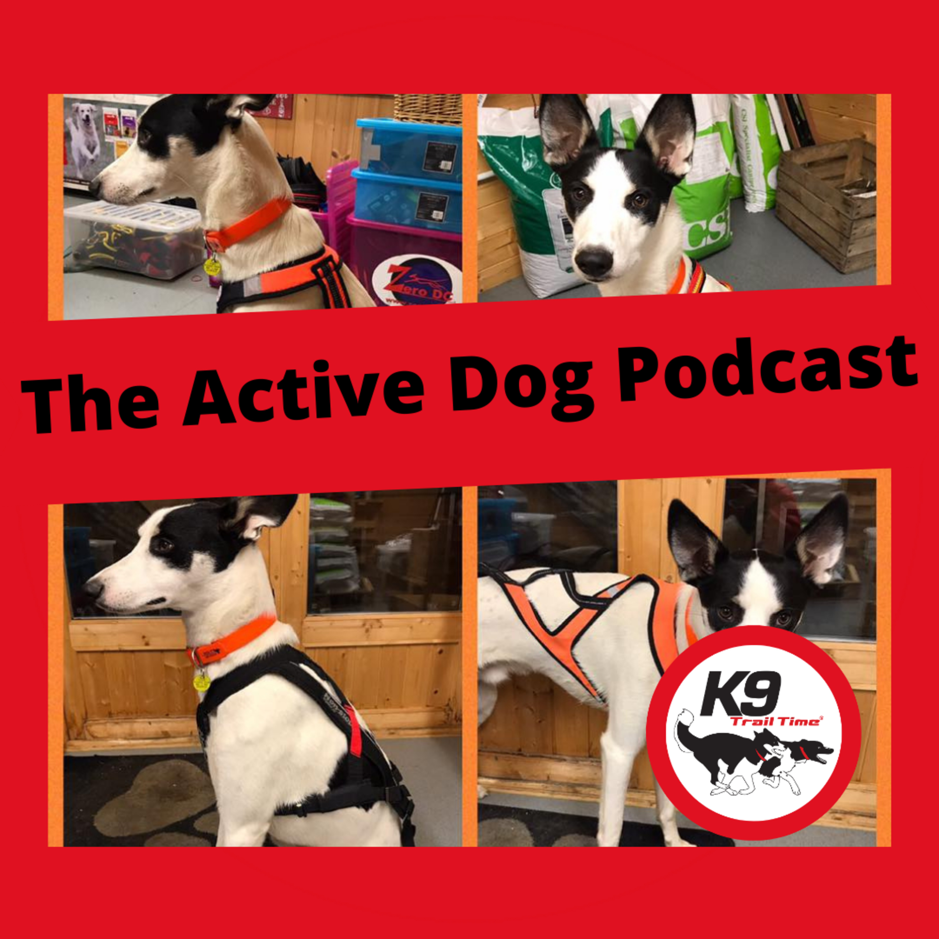 The Active Dog Podcast