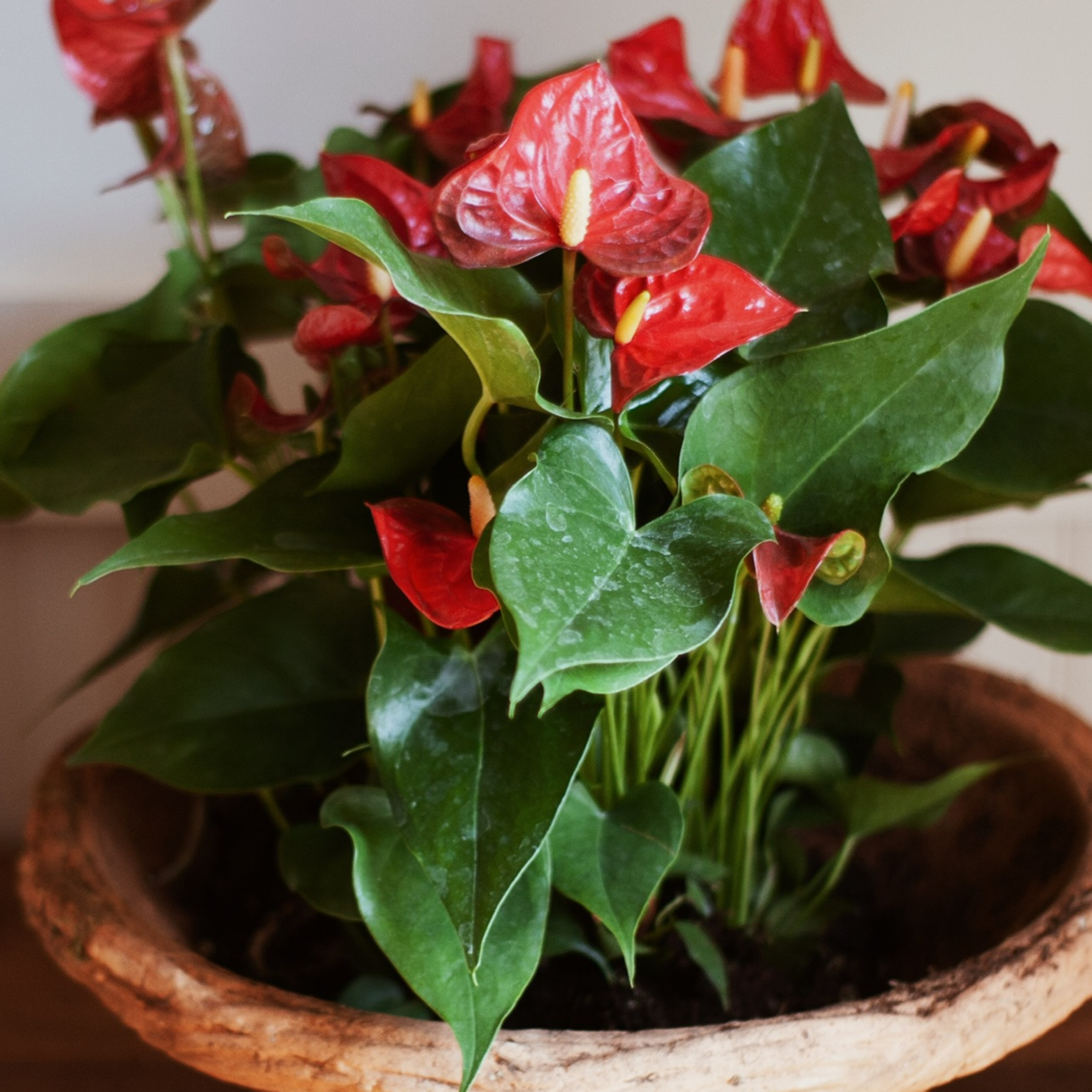 My 5 Favorite Houseplants