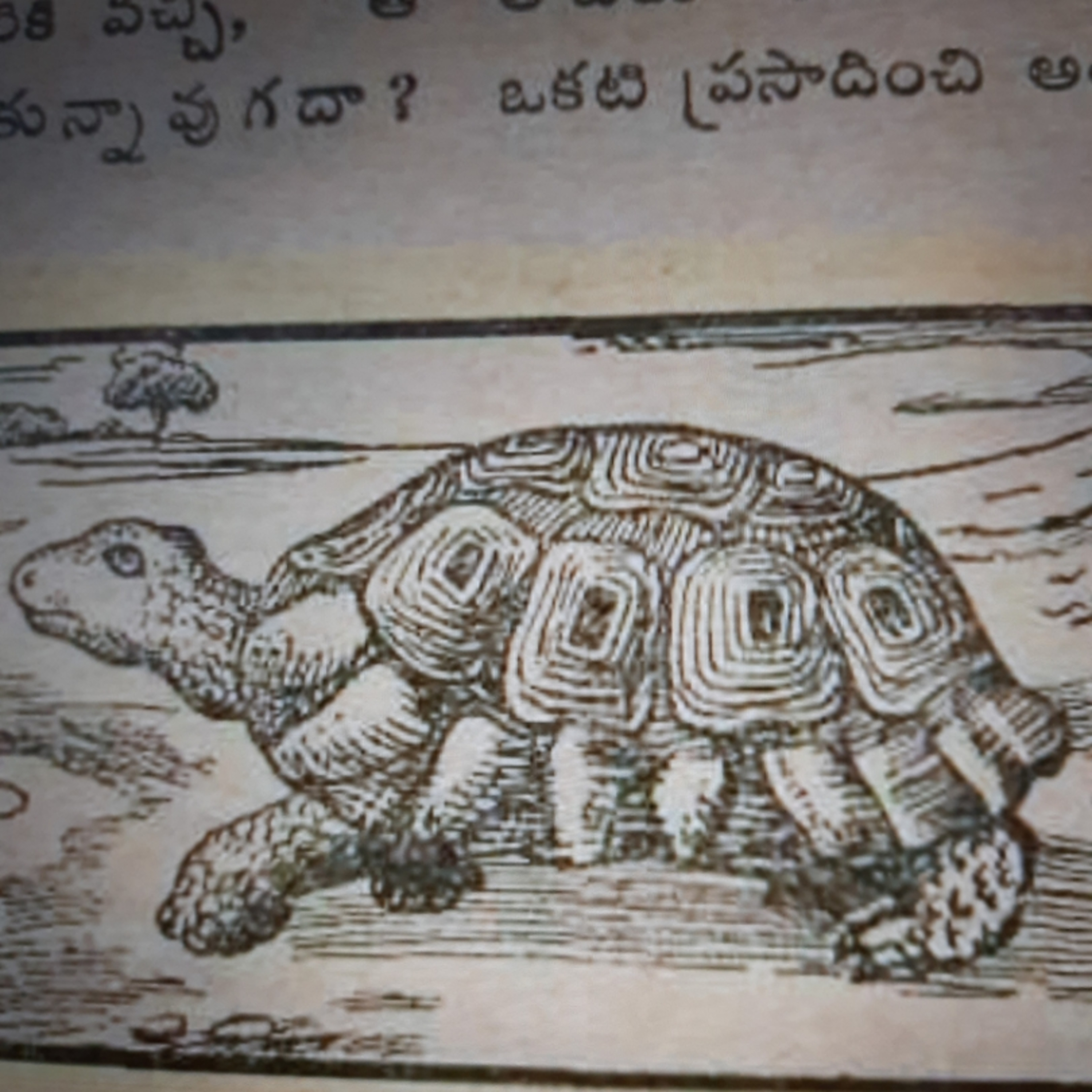 తాబేటి చిప్ప చాలా గట్టిగా ఉంటుంది ఎందుకో తెలుసా?