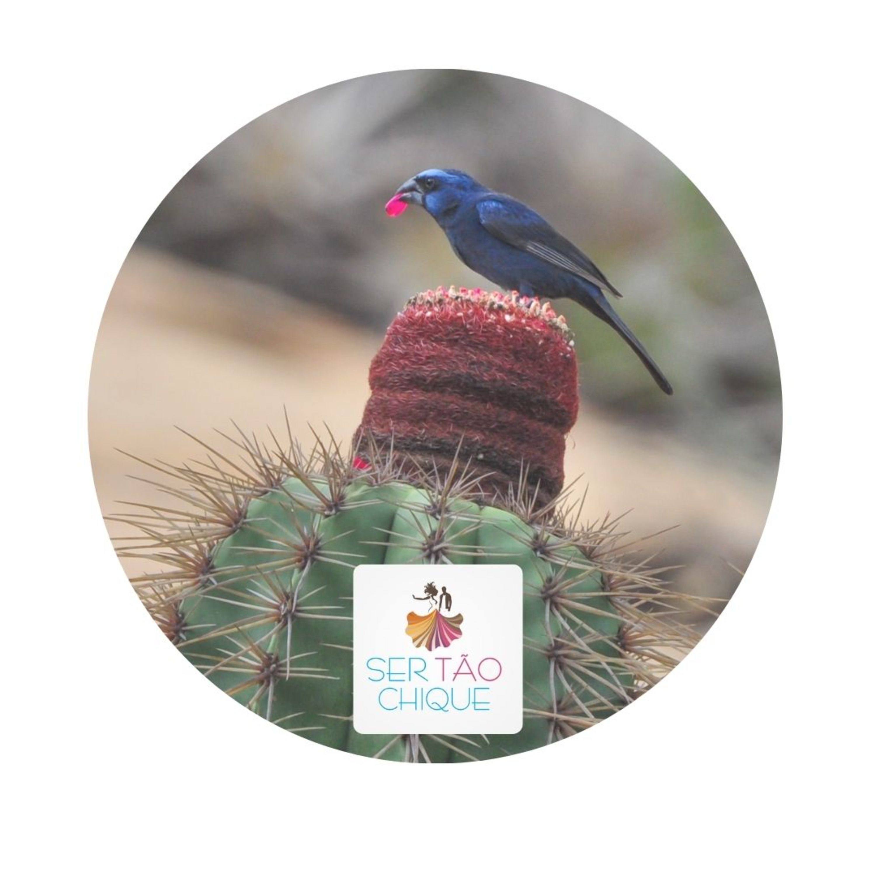 T1:EP16 #Caatinga, único bioma 100% brasileiro