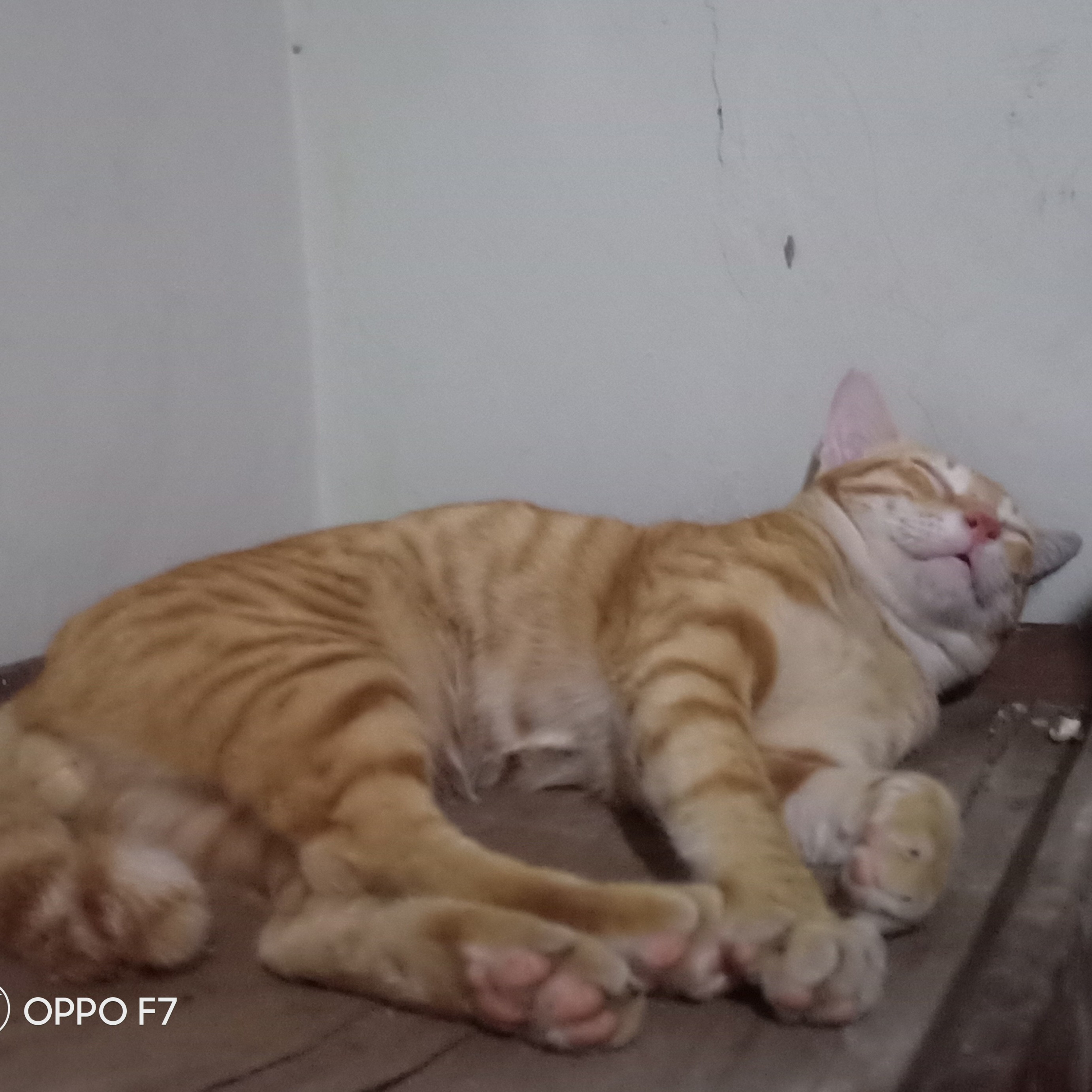 Kucing Keberuntungan  episode artwork