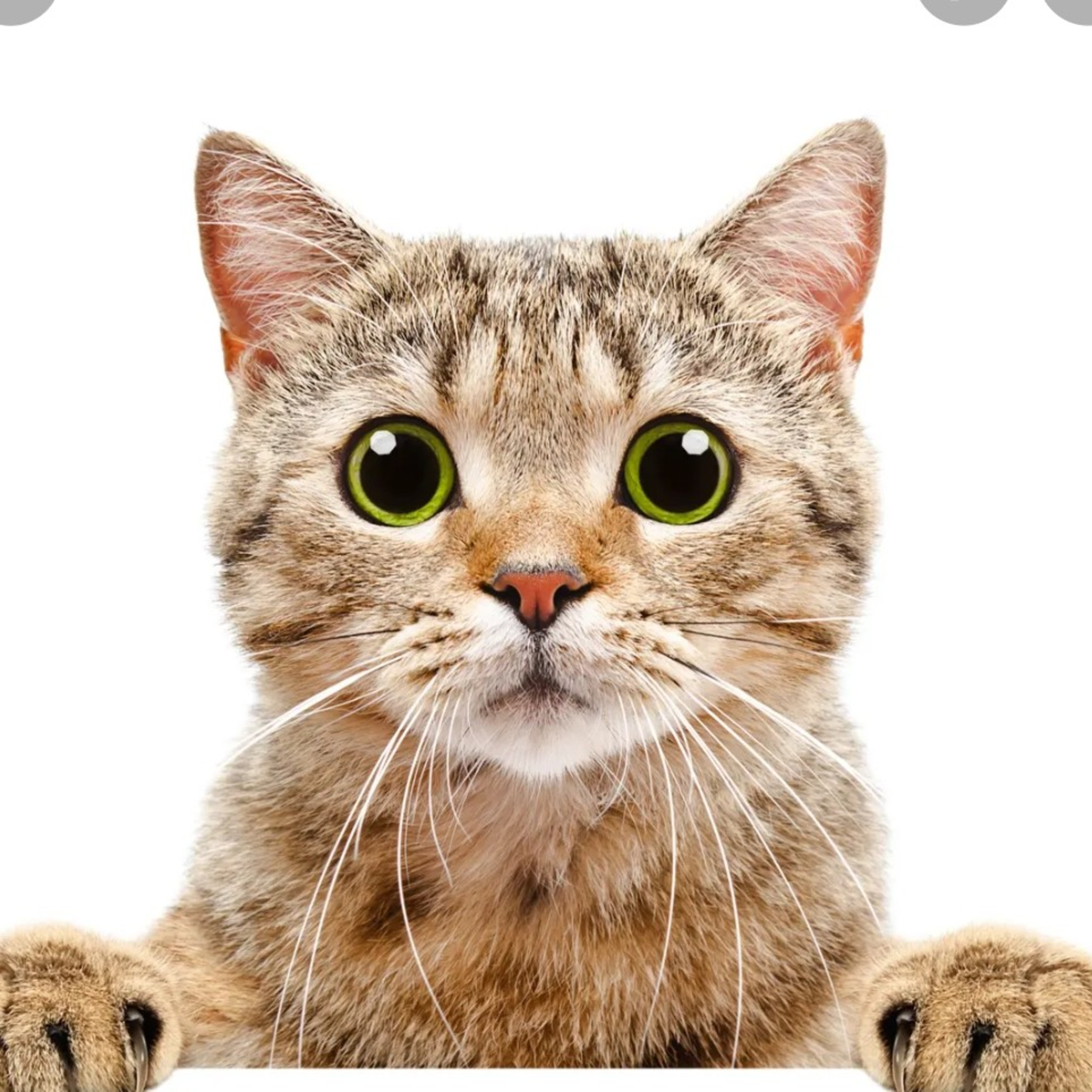 Span 1A - Ricardo the cat 🙀 escapes from prison  episode artwork