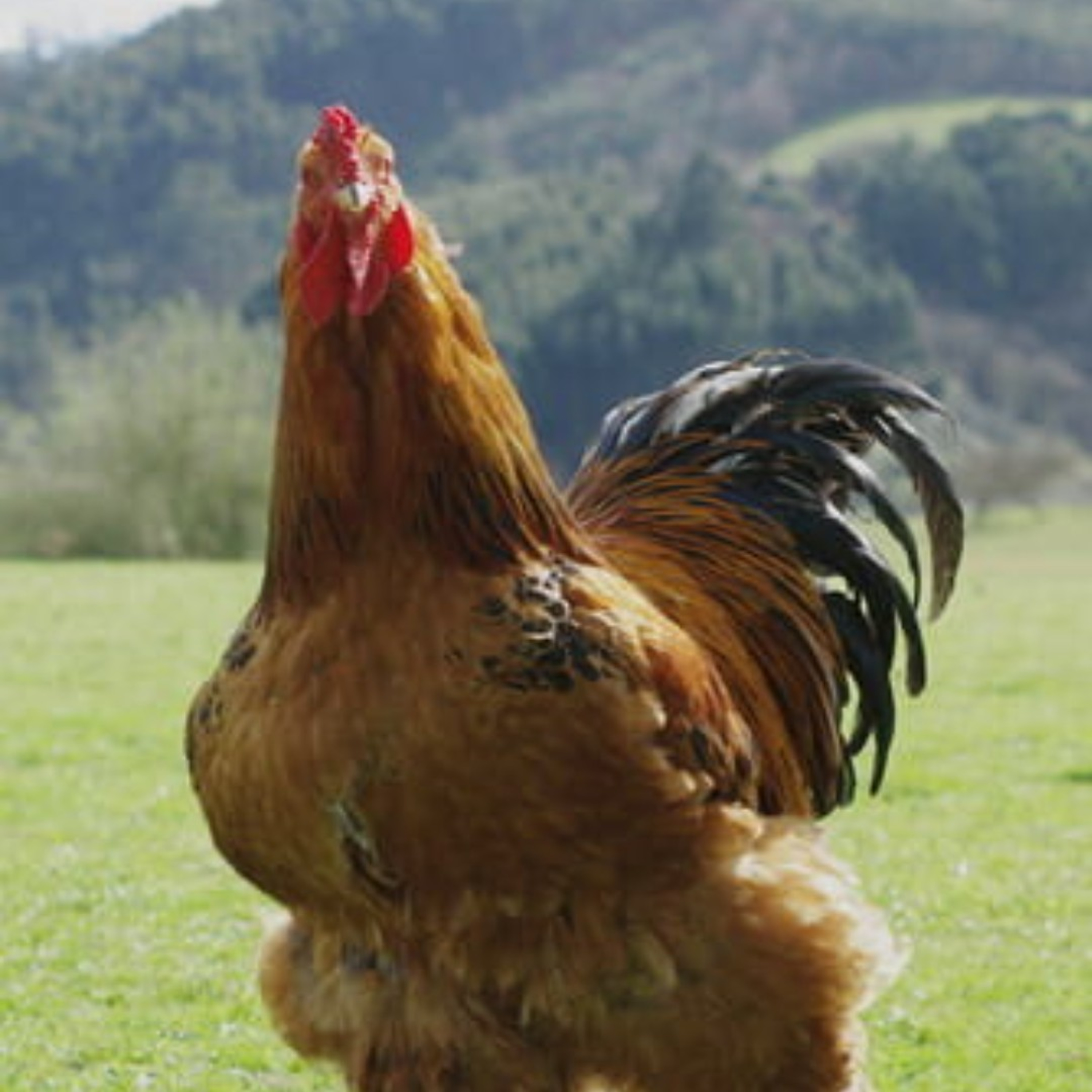 Simple Silly Spanish Stories plus Other Languages