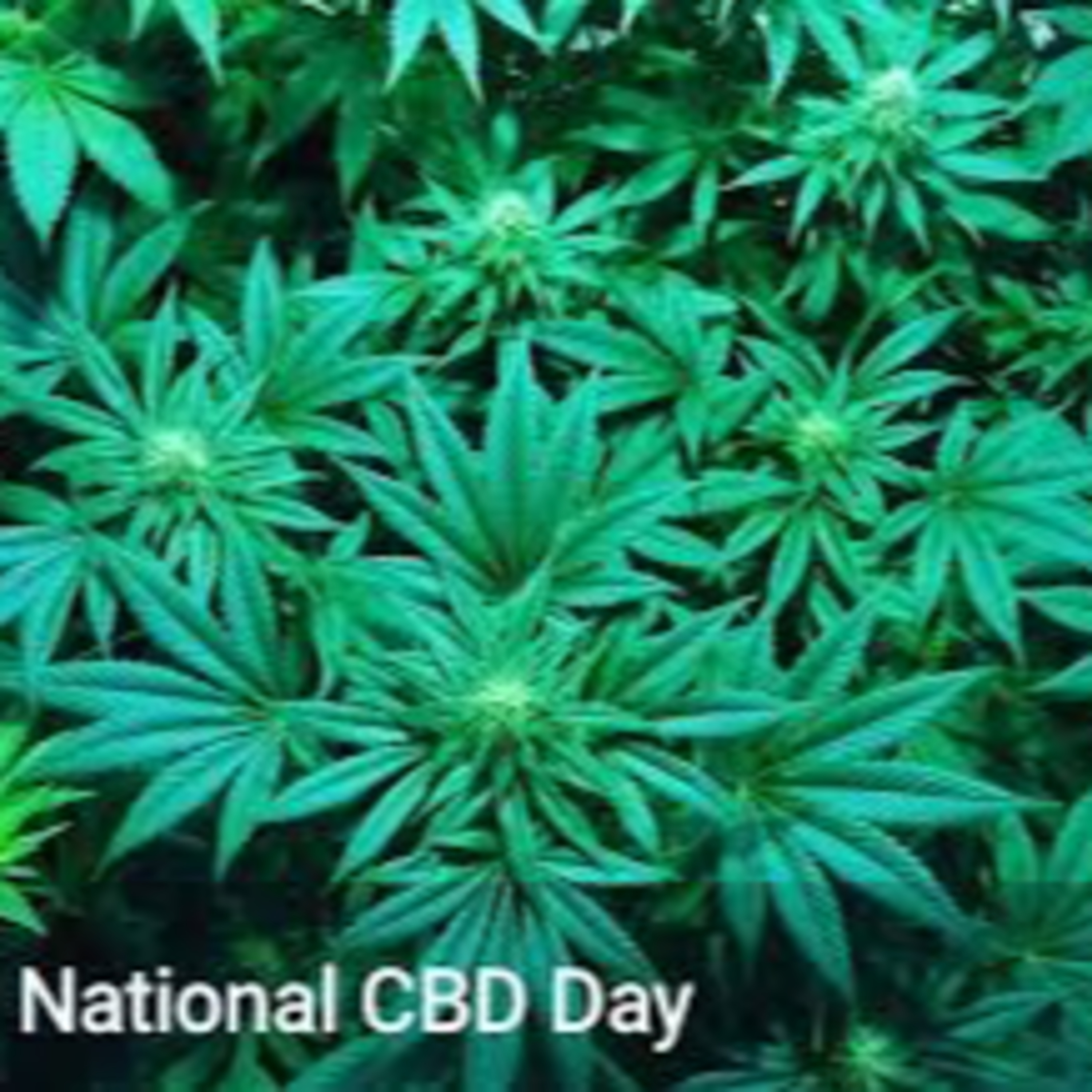 Happy National CBD Day Happy National CBD Day