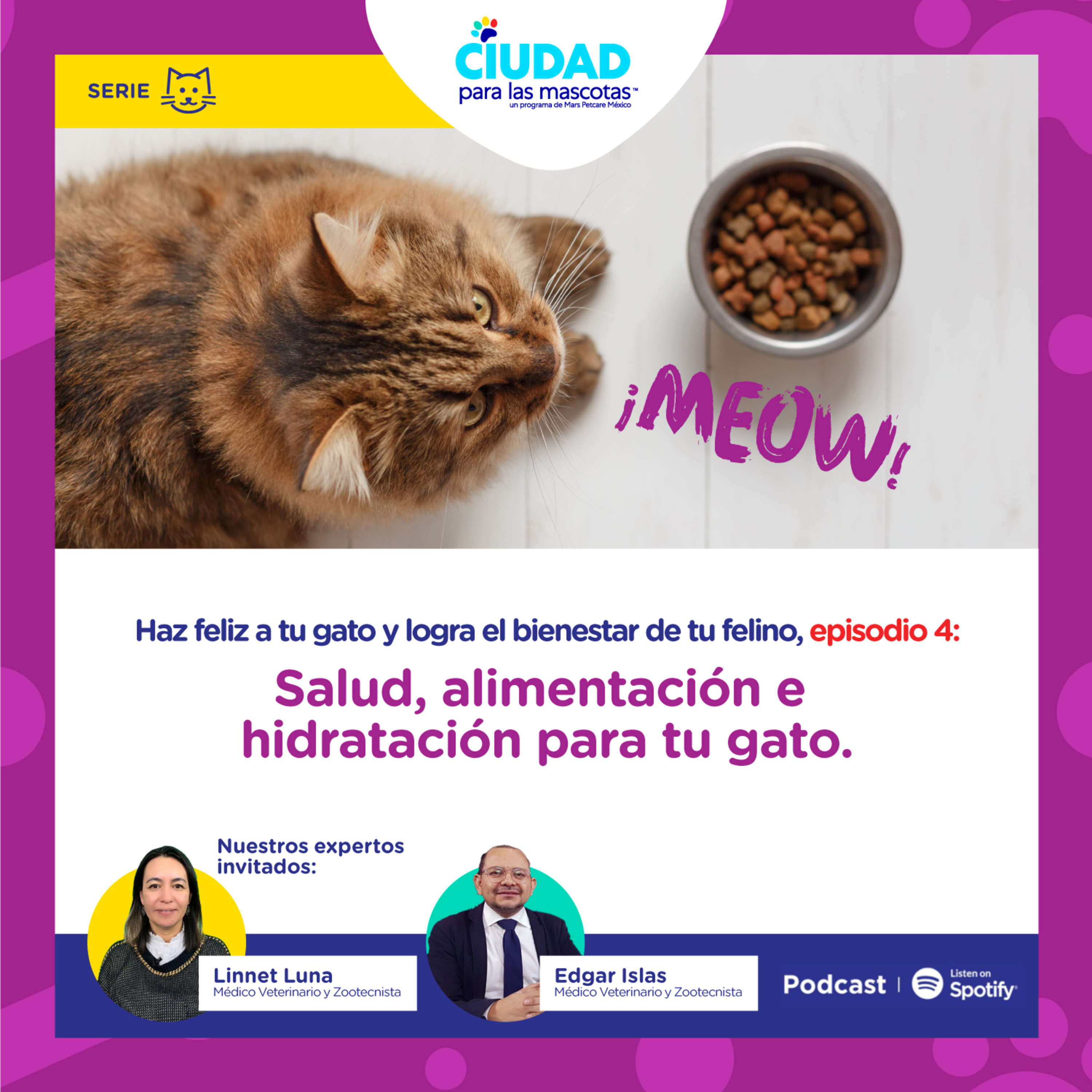 Haz feliz a tu gato. Ep 4: Salud, alimentación e hidratación para tu gato