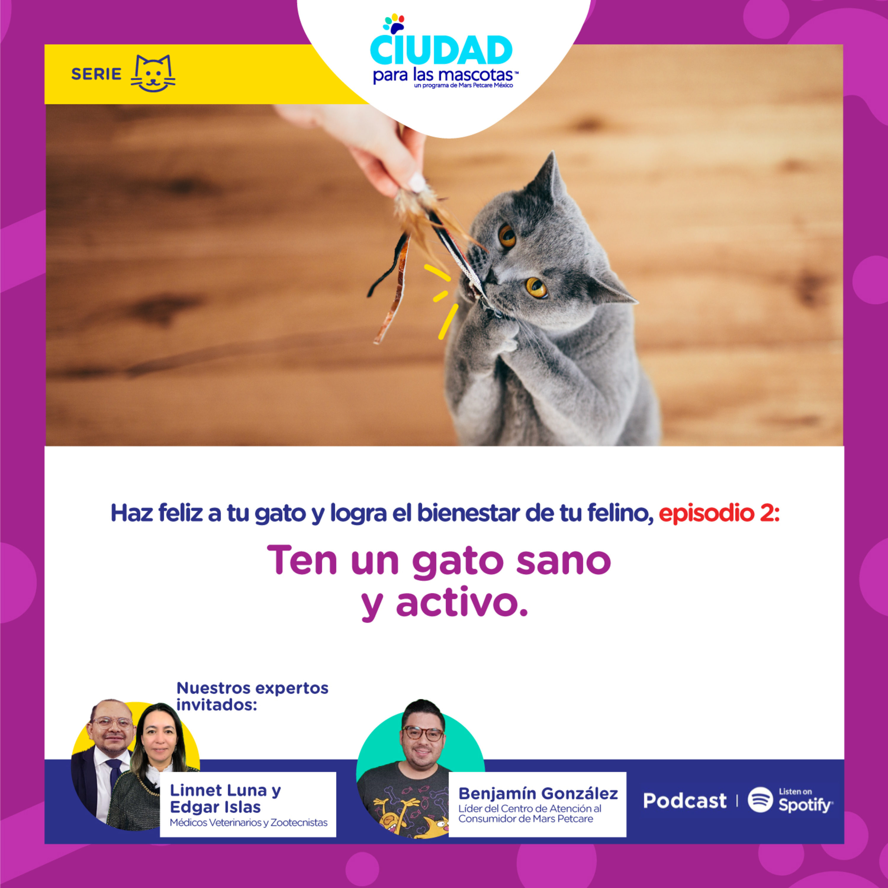 Haz feliz a tu gato. Ep 2: Ten un gato sano y activo