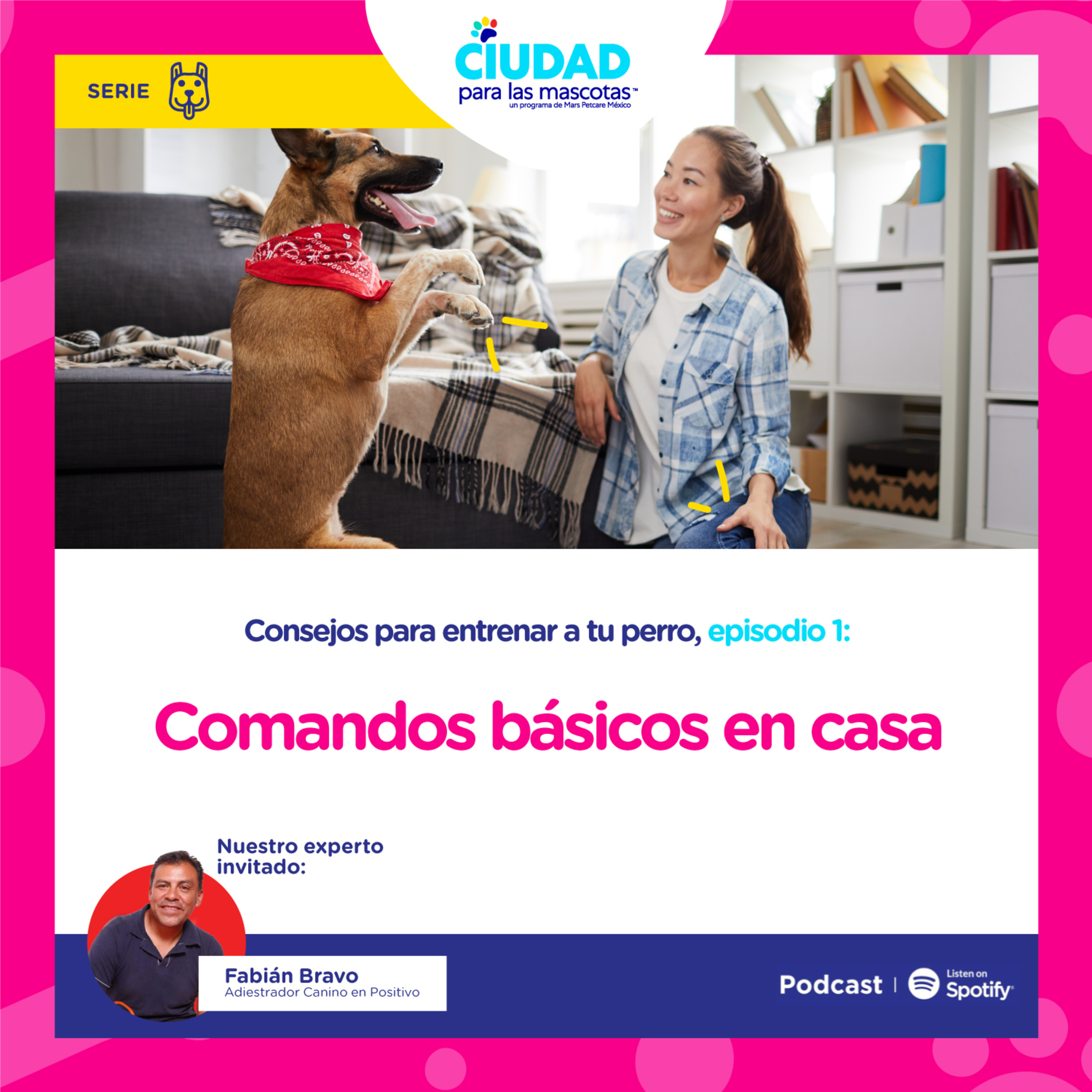 Consejos para entrenar a tu perro: Comandos básicos en casa