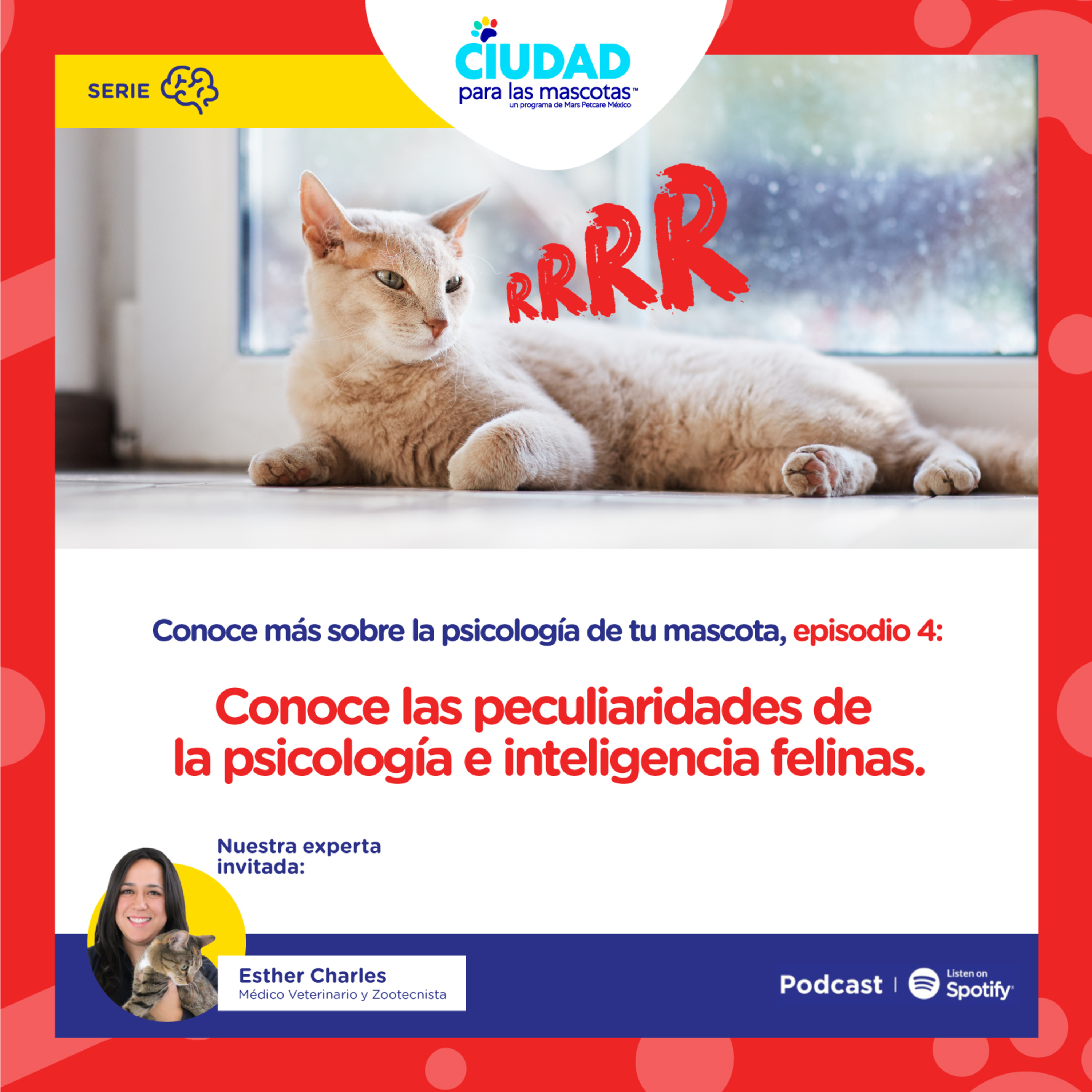 Conoce más sobre la psicología de tu mascota | Ep 4: Conoce las peculiaridades de la psicología e inteligencia felinas