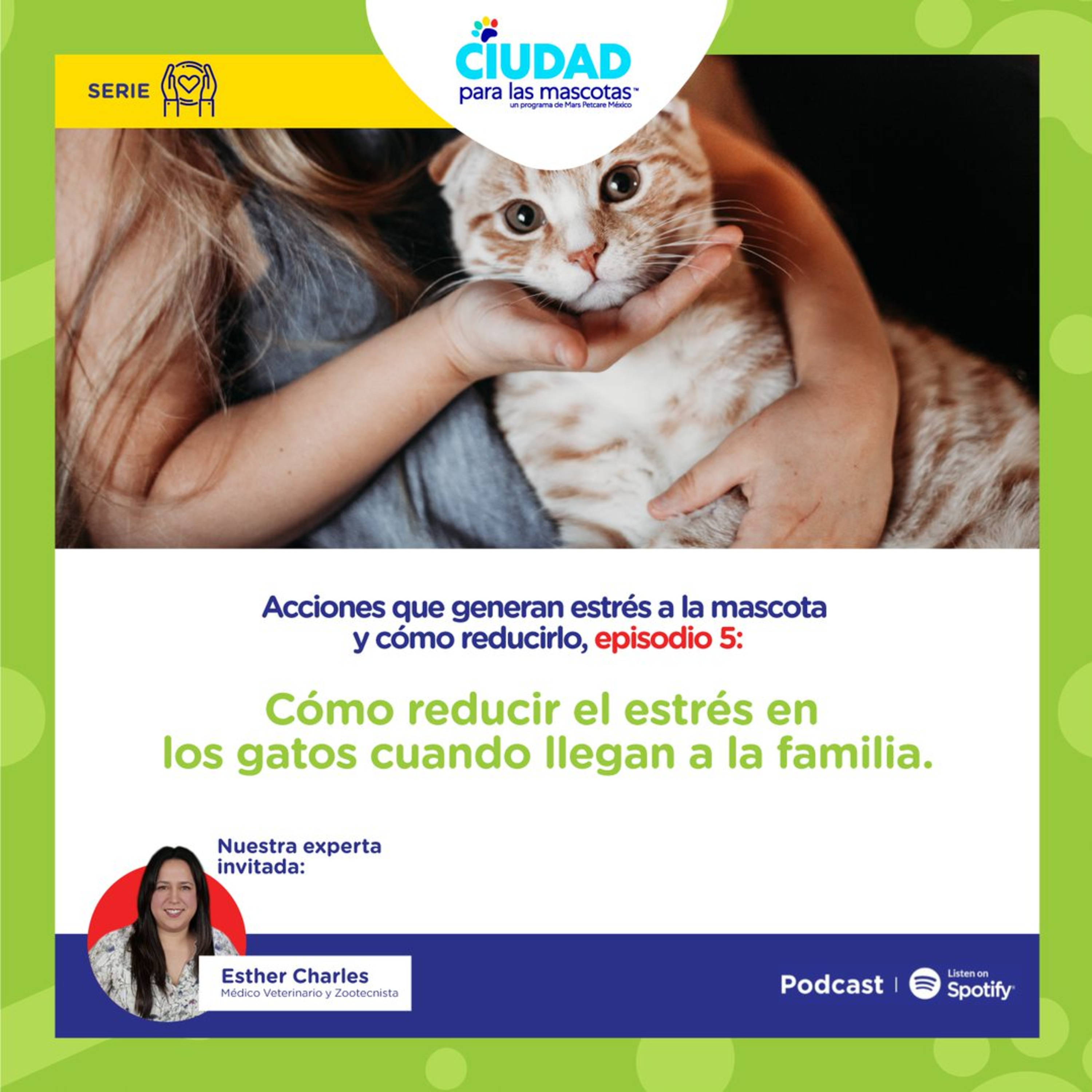 Cómo reducir el estrés en los gatos cuando llegan a la familia.