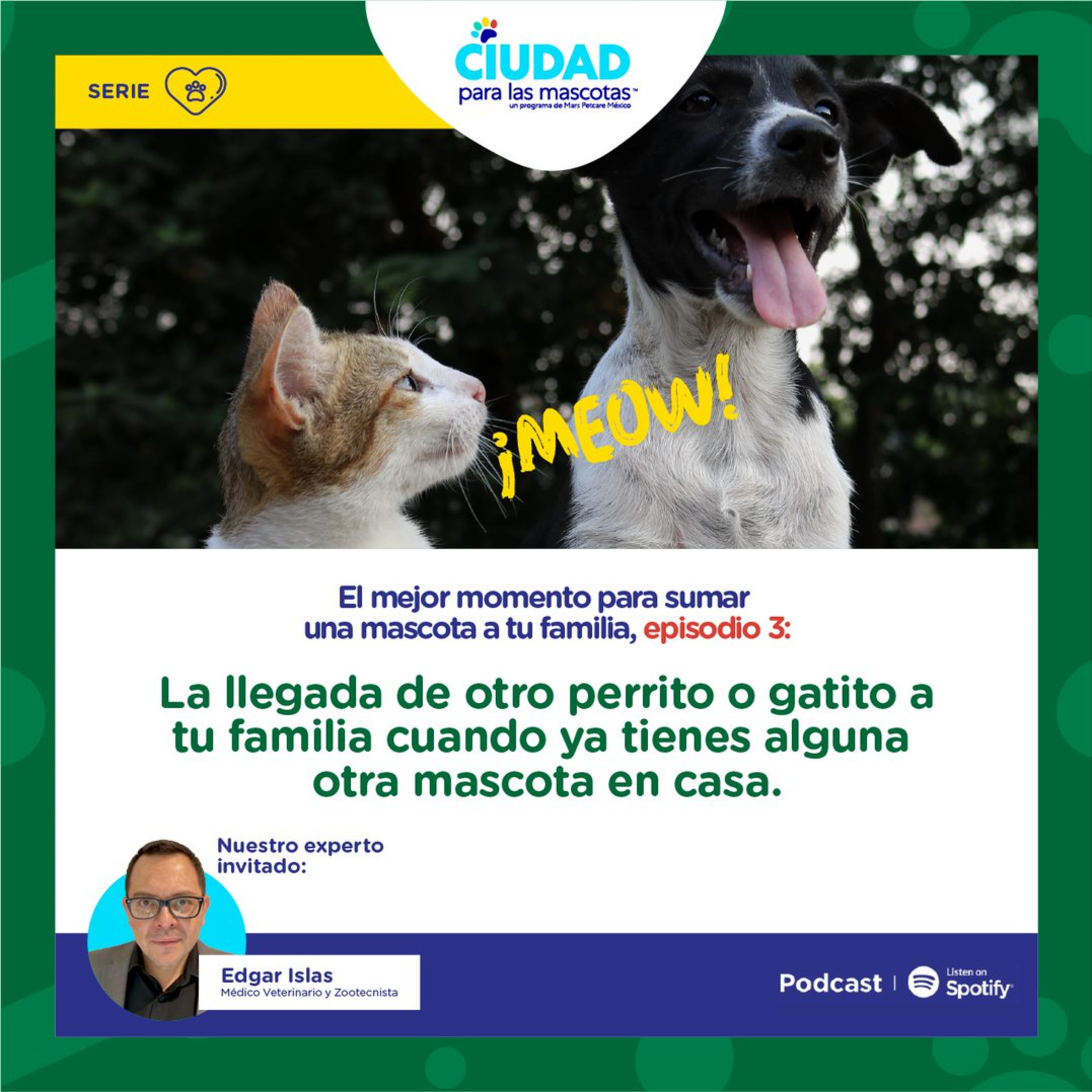 La llegada de otro perrito o gatito a tu familia cuando ya tienes alguna otra mascota en casa