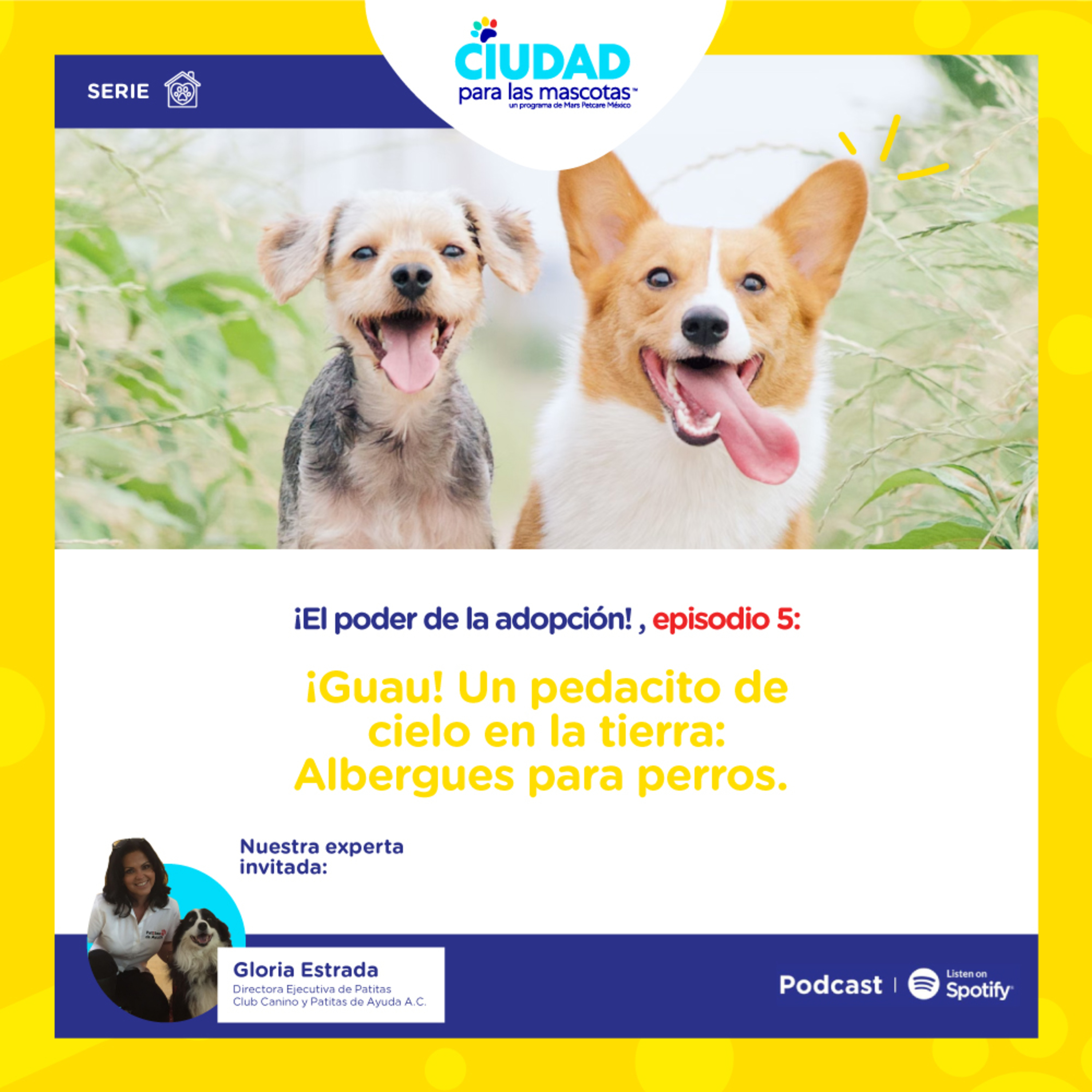 Ciudad para las mascotas