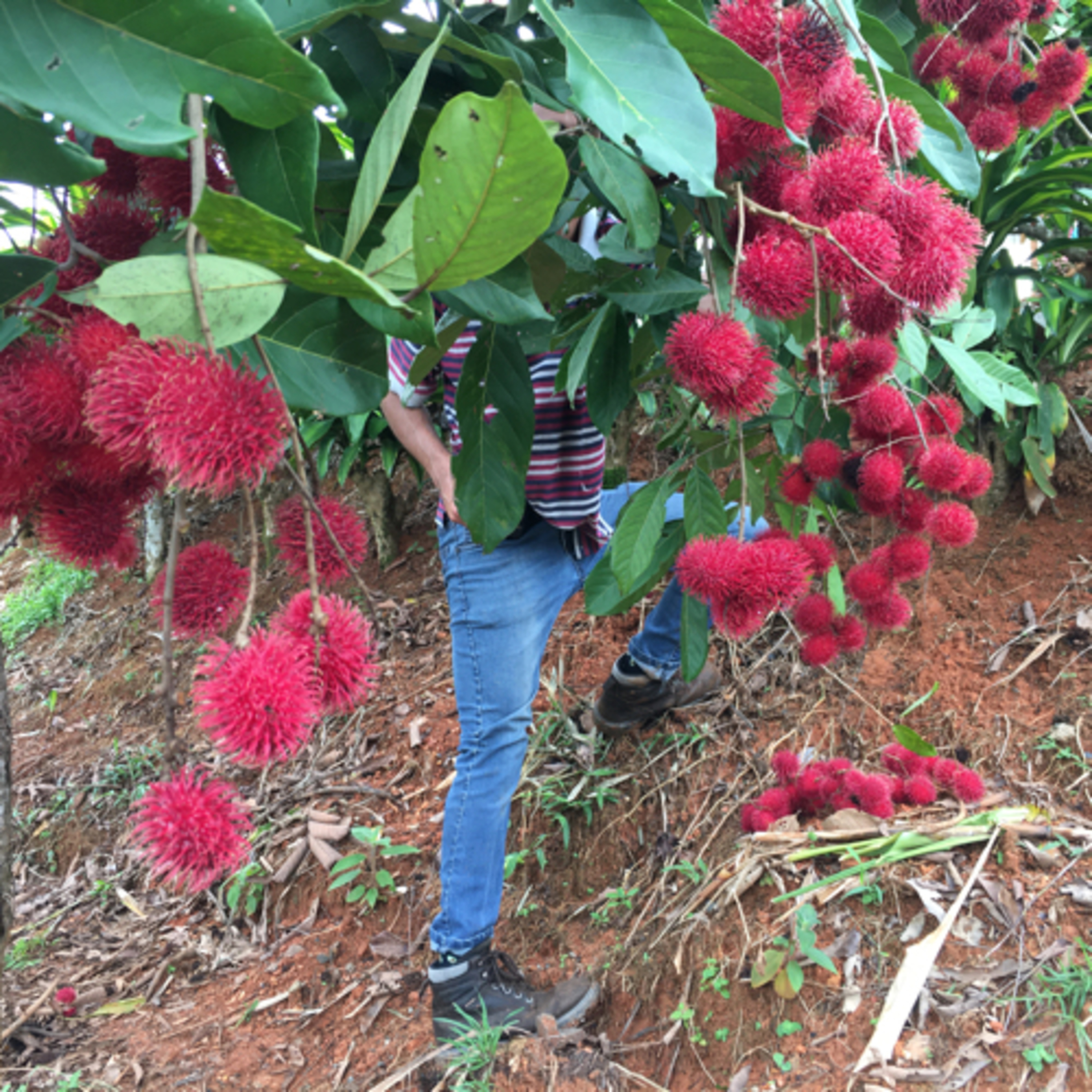 T1: E8. Especial de independencia.