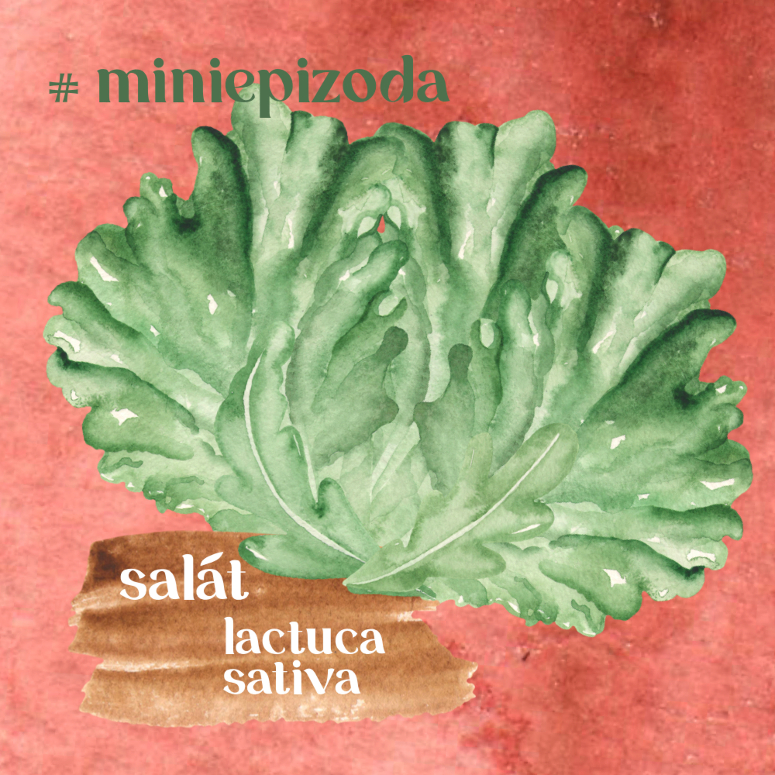 #miniepizoda Salát
