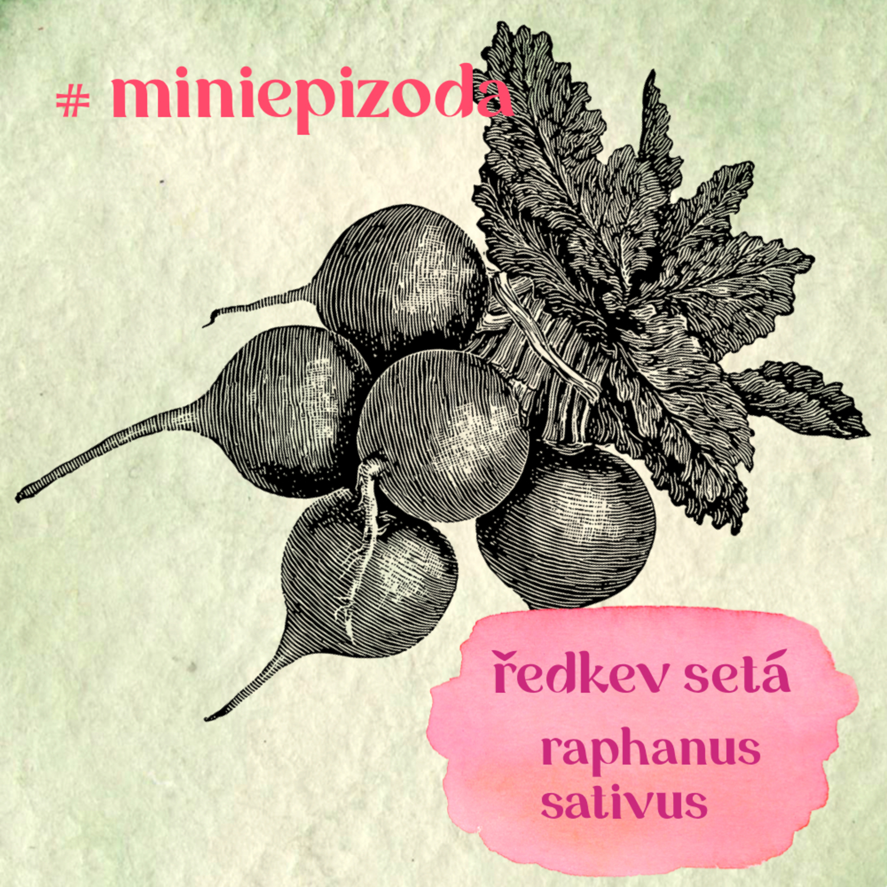 #miniepizoda Ředkvičky