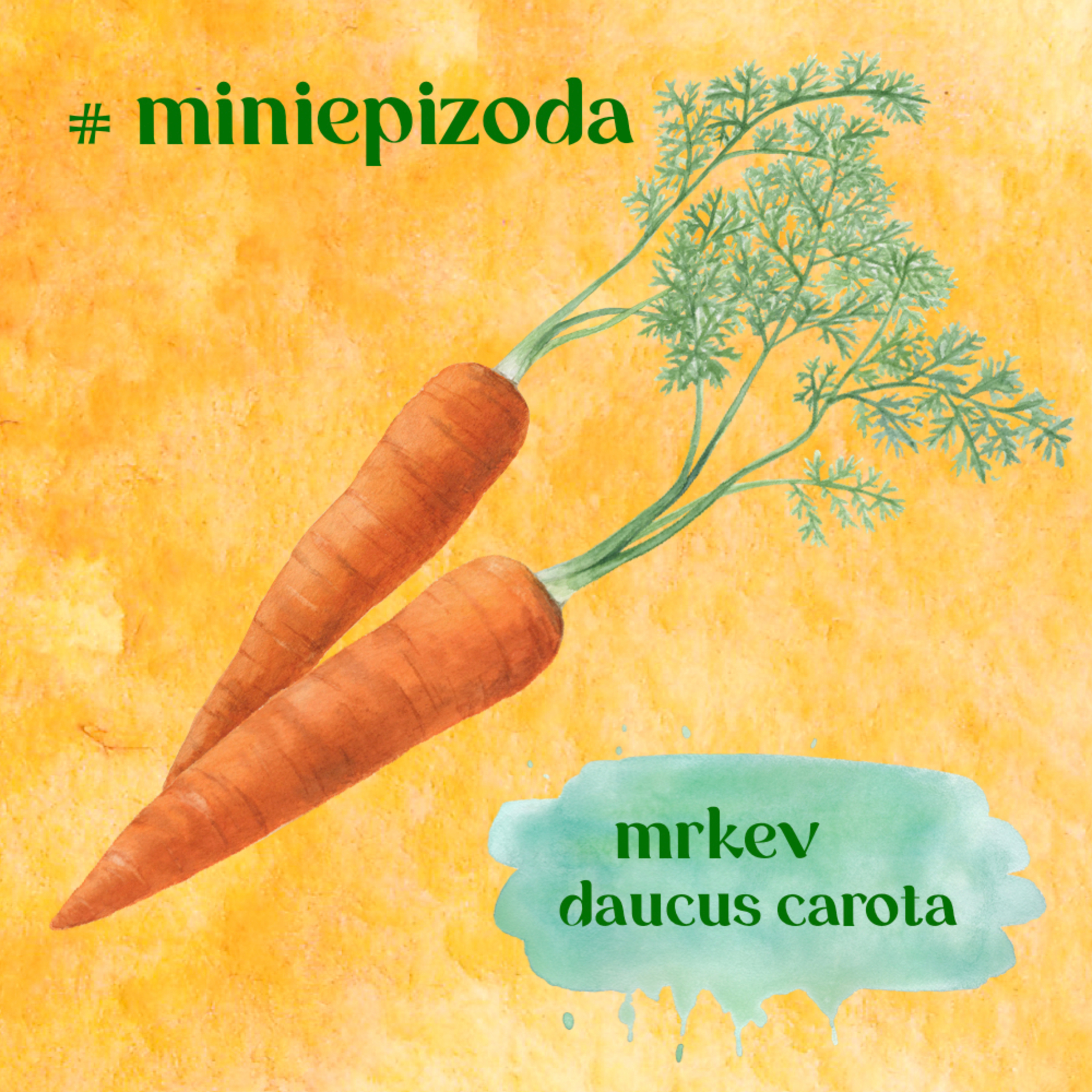 #miniepizoda Mrkev