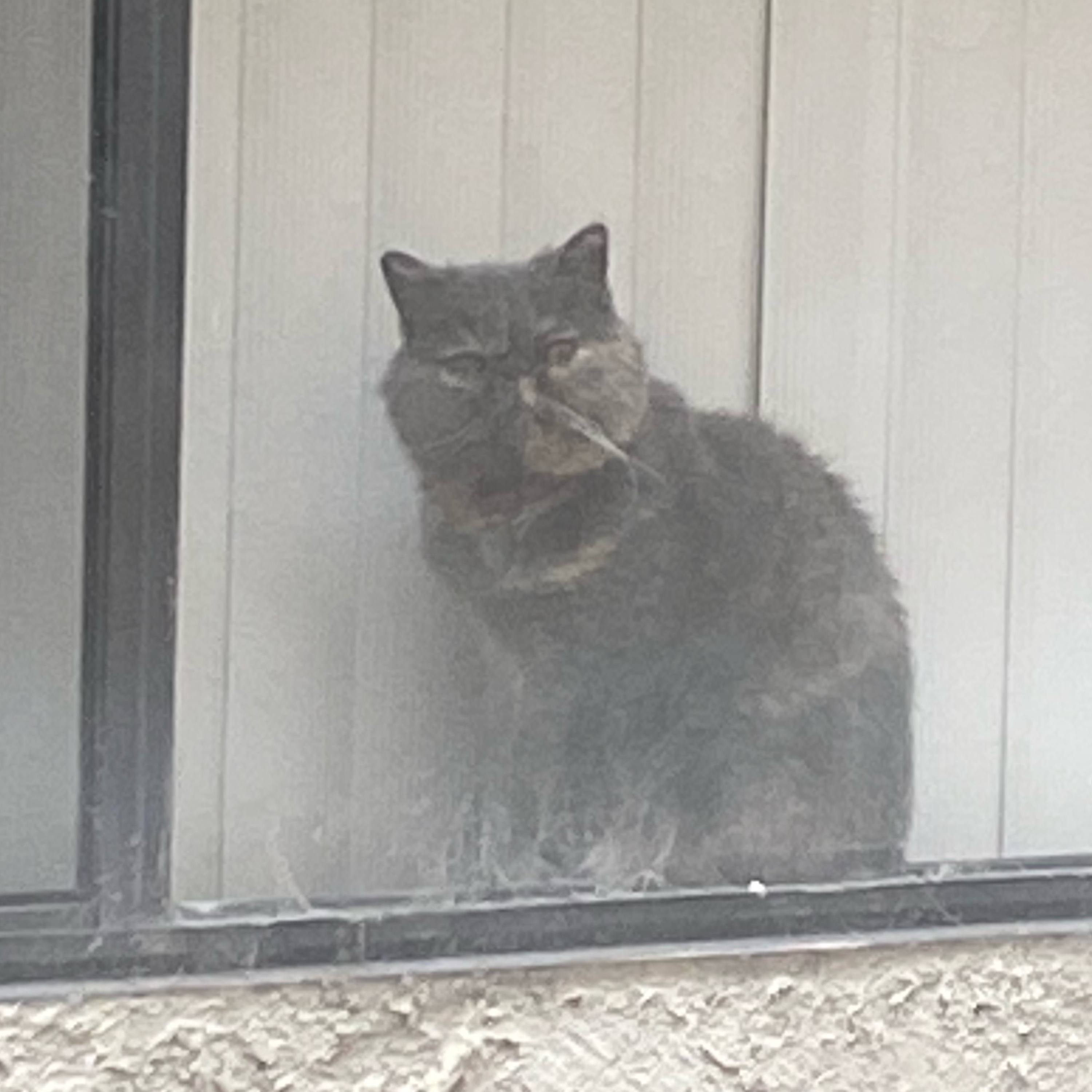 The Motivational Savage Podcast