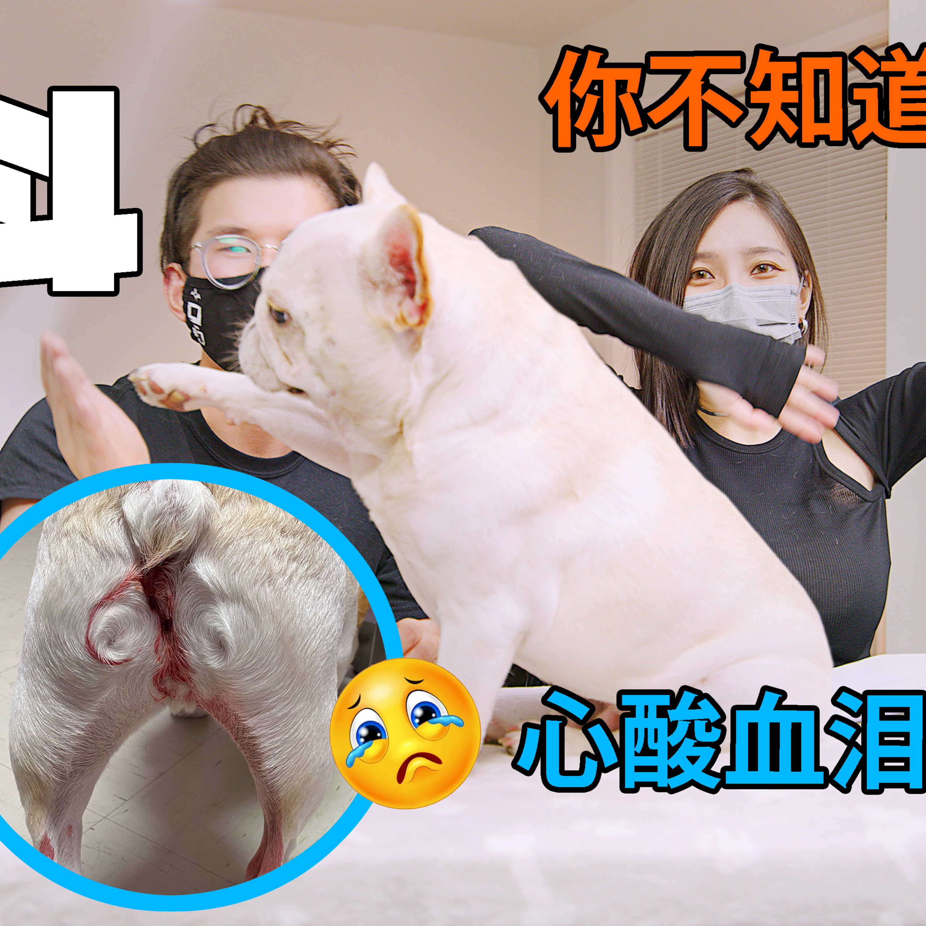 cover of episode 养法斗你不知道的心酸血泪史！智商很低？肠胃很烂？比一般的狗更臭？平时呼吸都像打呼？法斗究竟有多难养？可爱的外表下多的是你不知道的事......养了4年法斗的Dog Parents来告诉你真相！