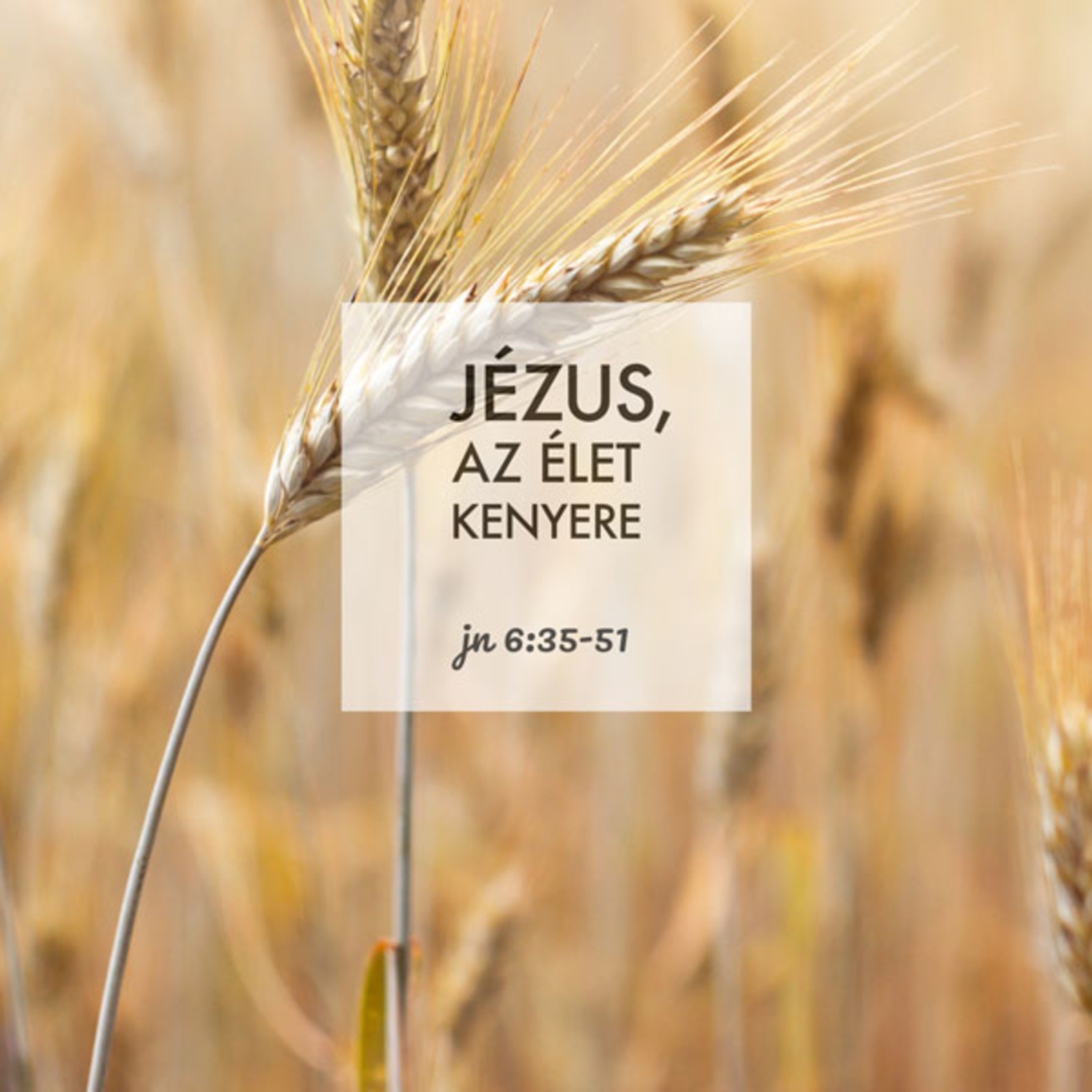Kübler János - János 6:35-51 episode artwork